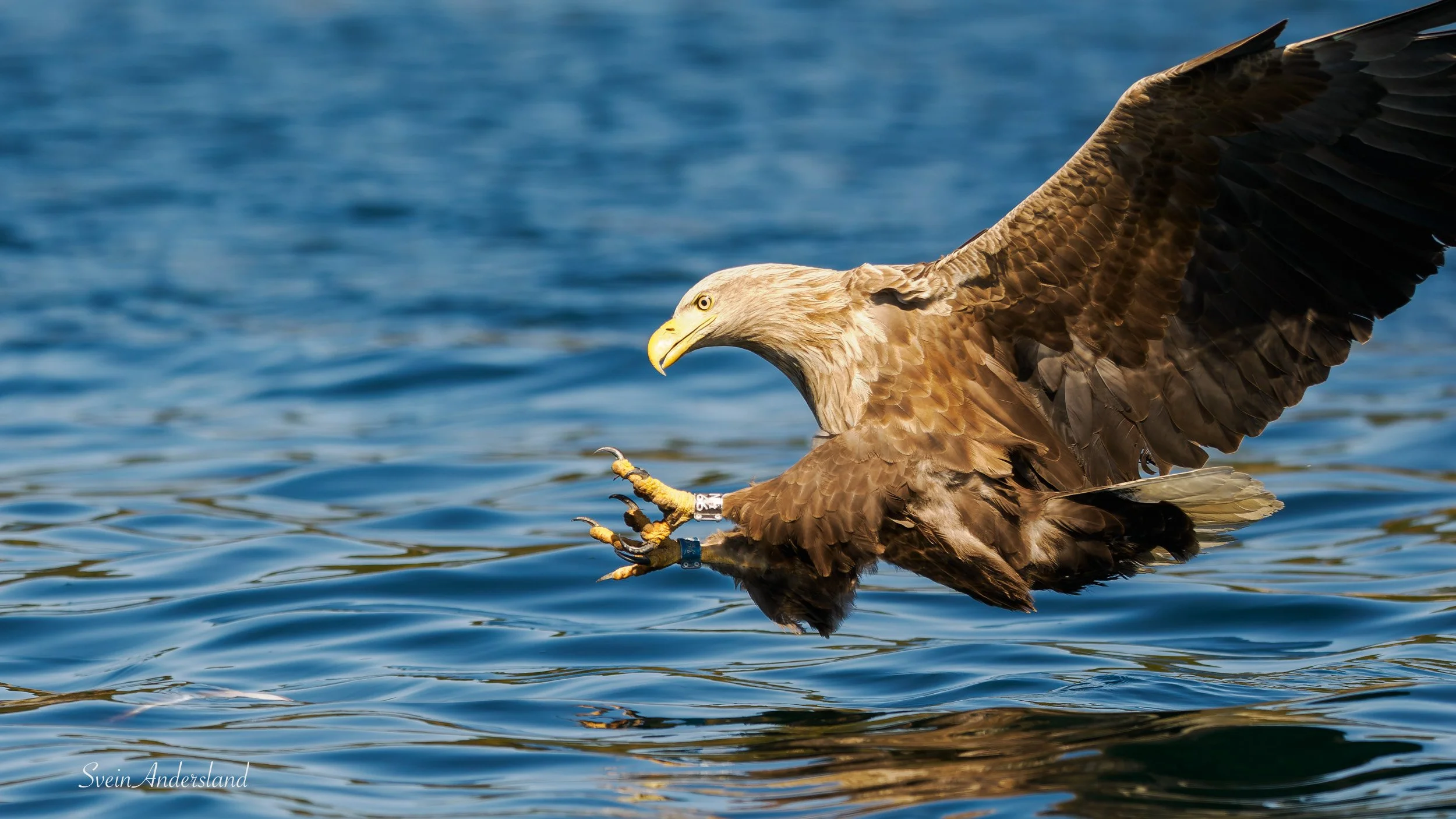 Havørna Otto fanger en fisk. The sea eagle Otto cathes a fish.