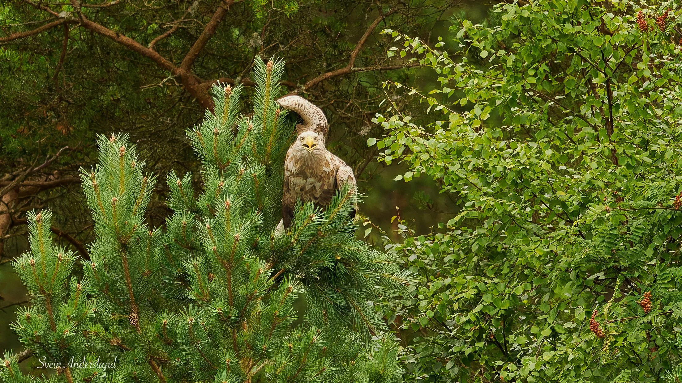 havørn fanger fisk, sea eagle or white-tailed eagle catches fish