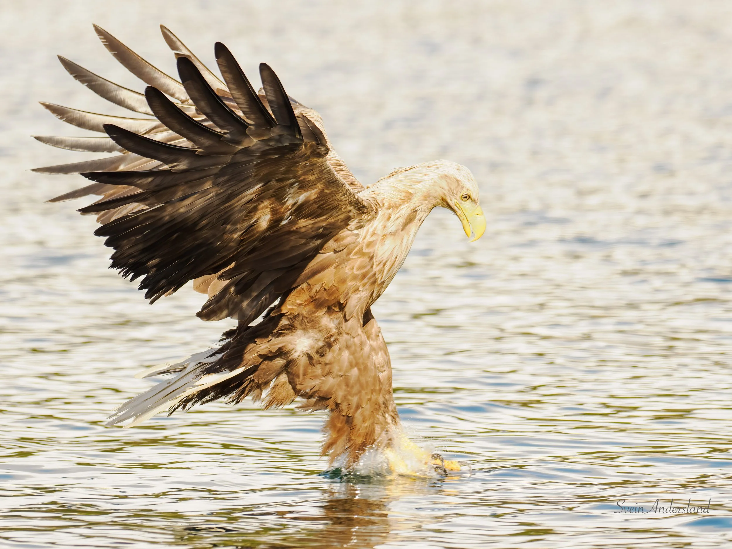 Havørna Gyda fiskar. The sea eagle Gyda catching fish. White-tailed Eagle.