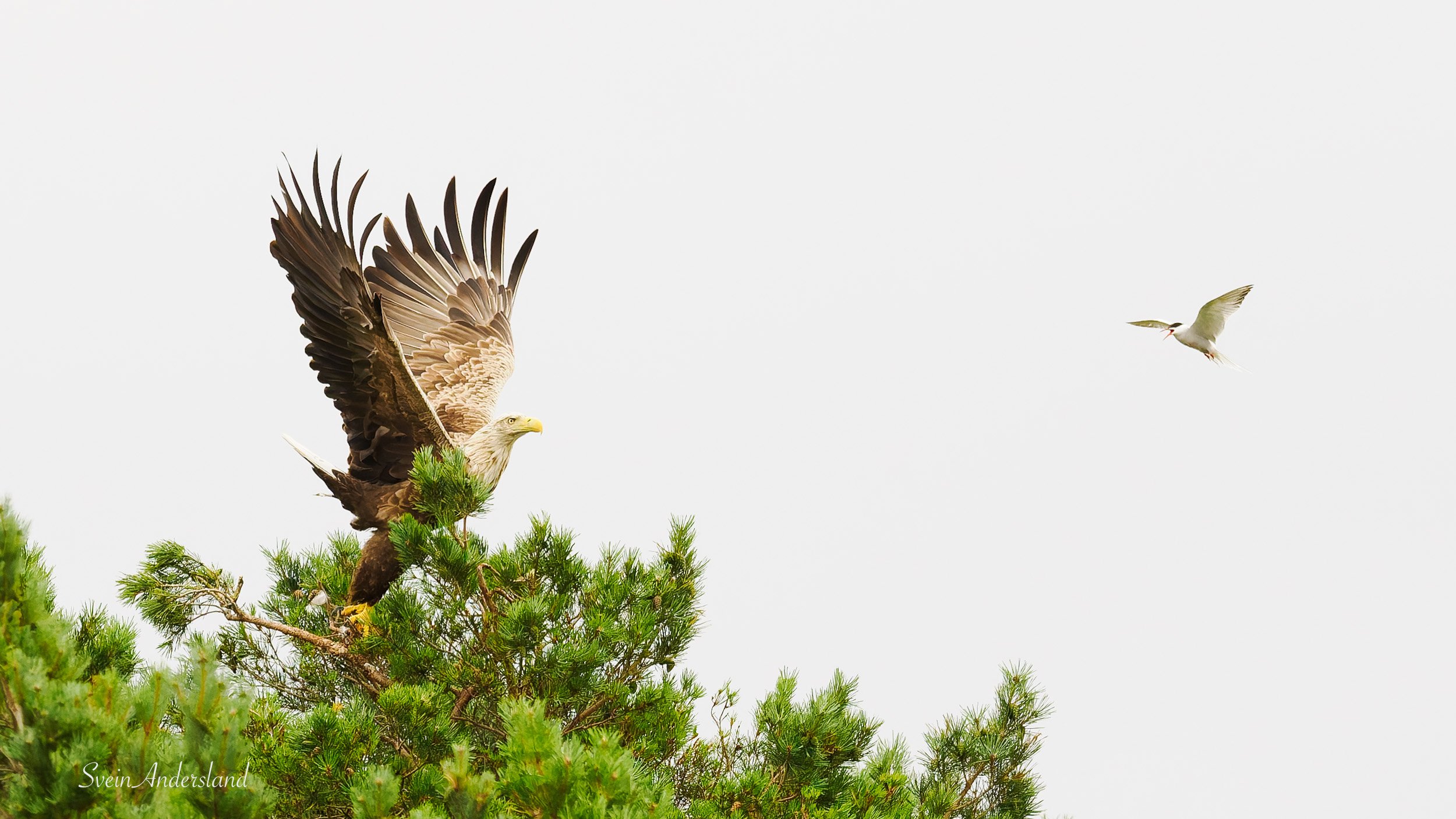 Havørn fanger fisk. Sea Eagle catches fish. White-tailed eagle cathes fish