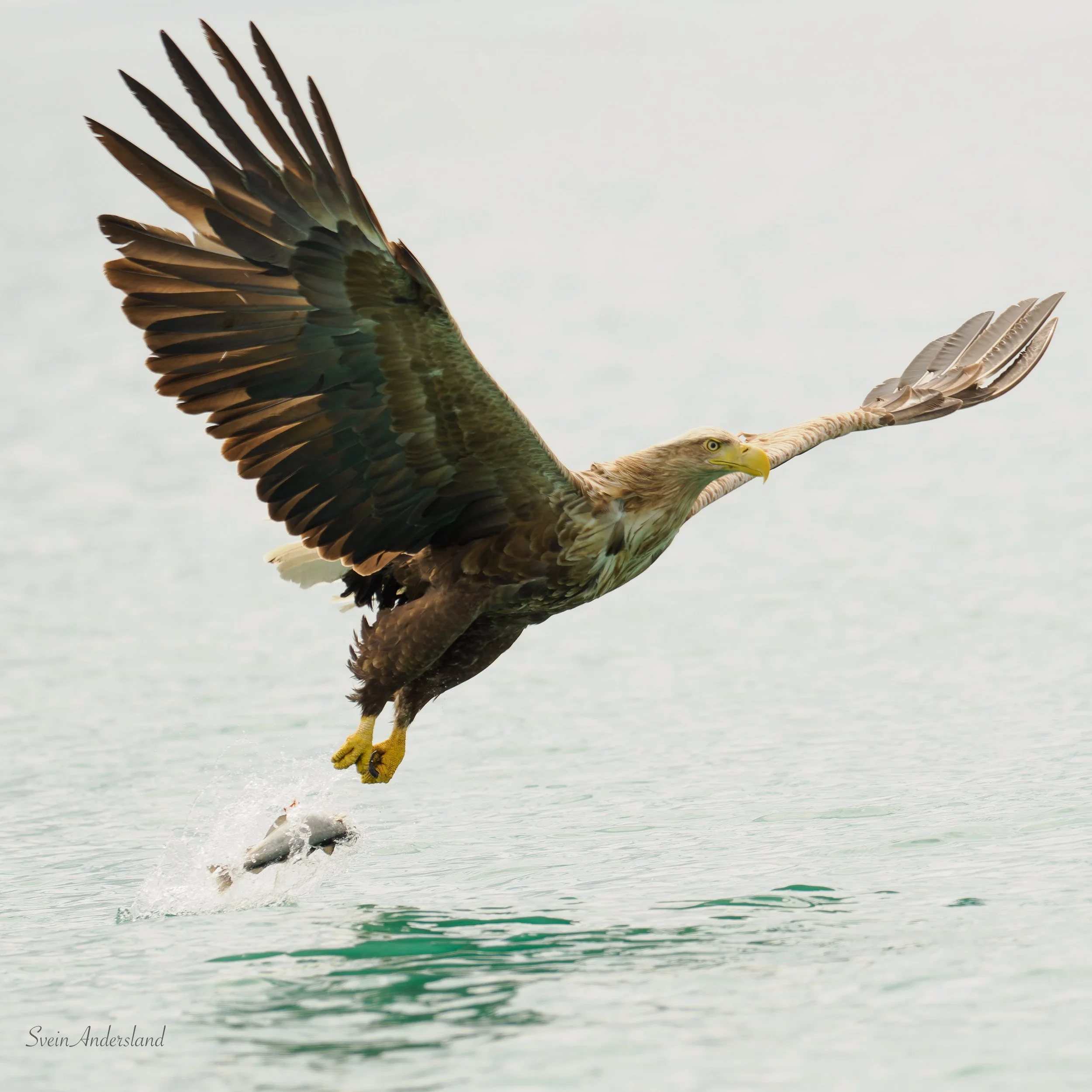 Havørn fanger fisk. Sea eagle, white-tailed eagle catches fish