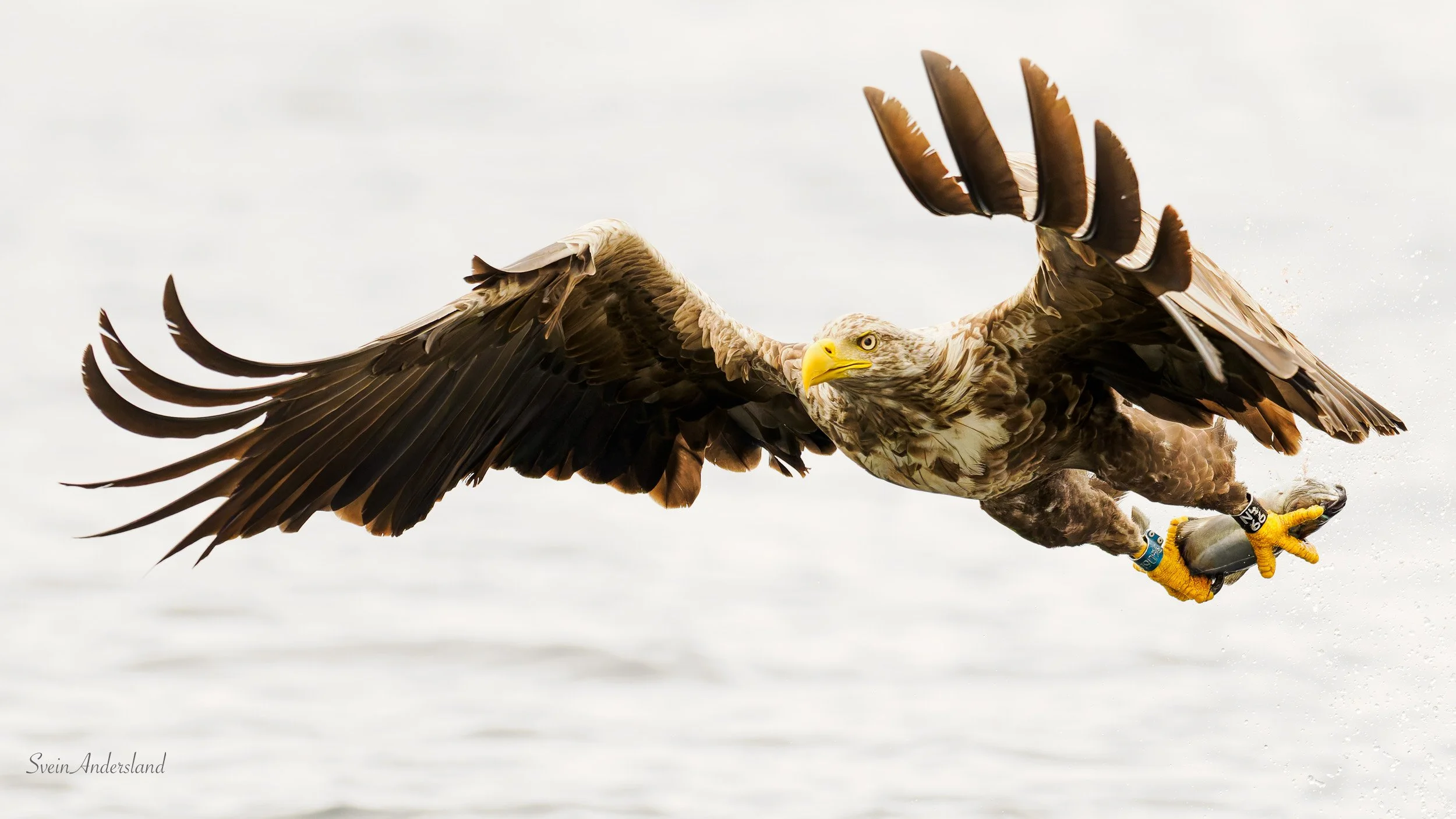 Havørn fanger fisk. Sea eagle cathces fish