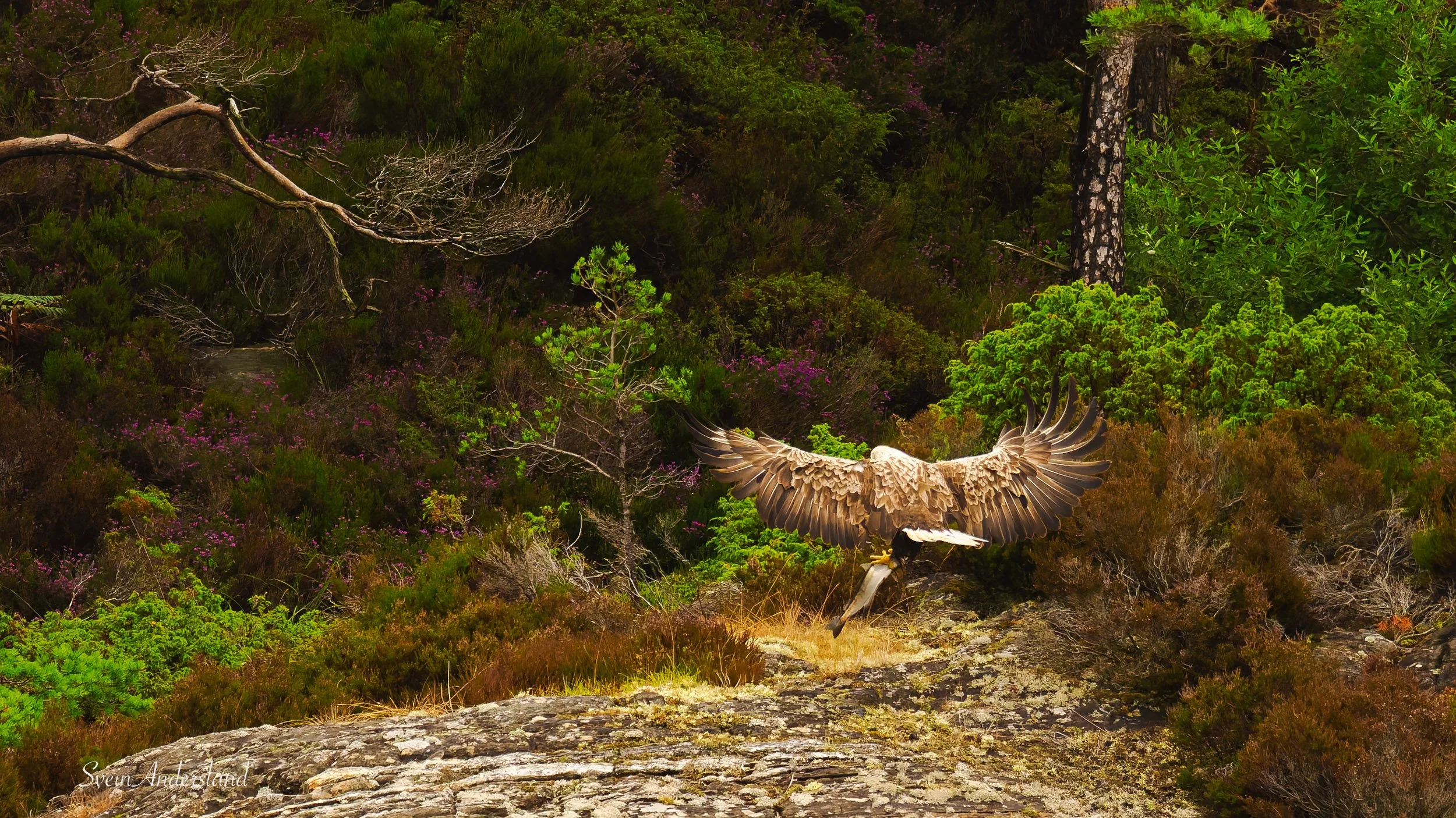 Havørn fanger fisk. Sea eagle, white-tailed eagle catches fish. Sea eagle, white-tailed eagle, eagle photography