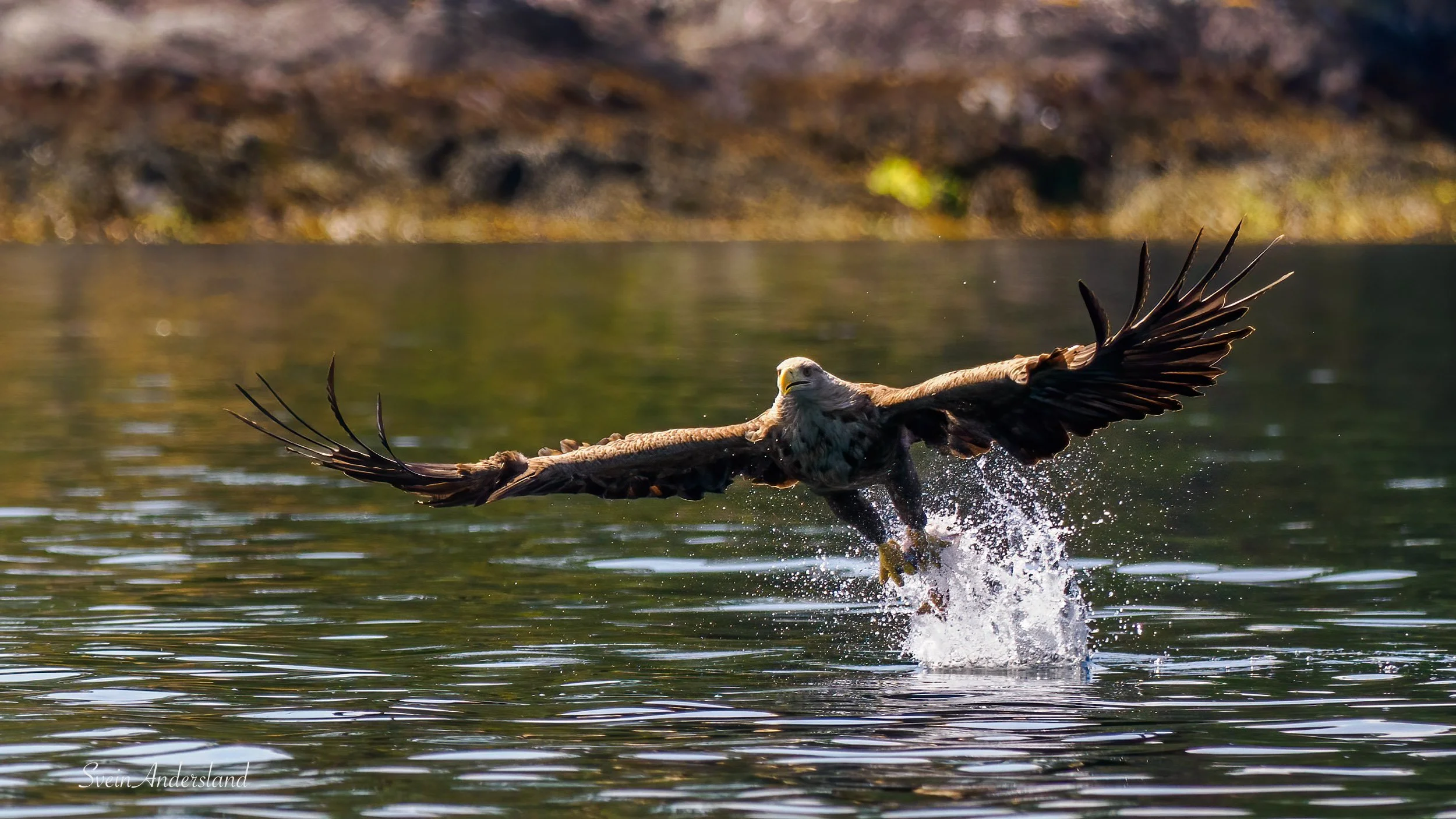 havørn-_6218377-Edit.jpg