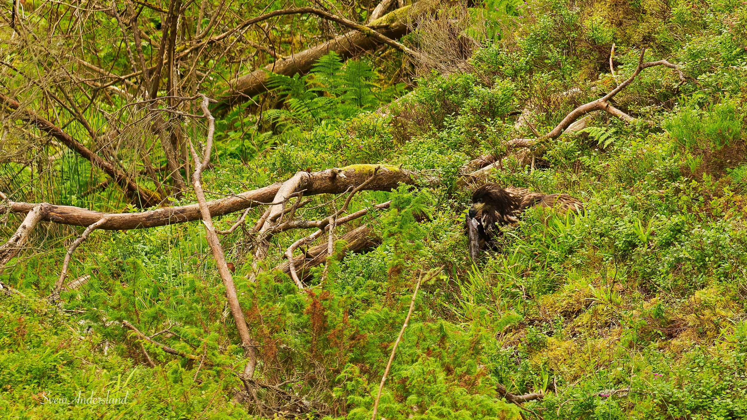 Havørn fanger fisk. Sea Eagle catches fish. White-tailed eagle cathes fish