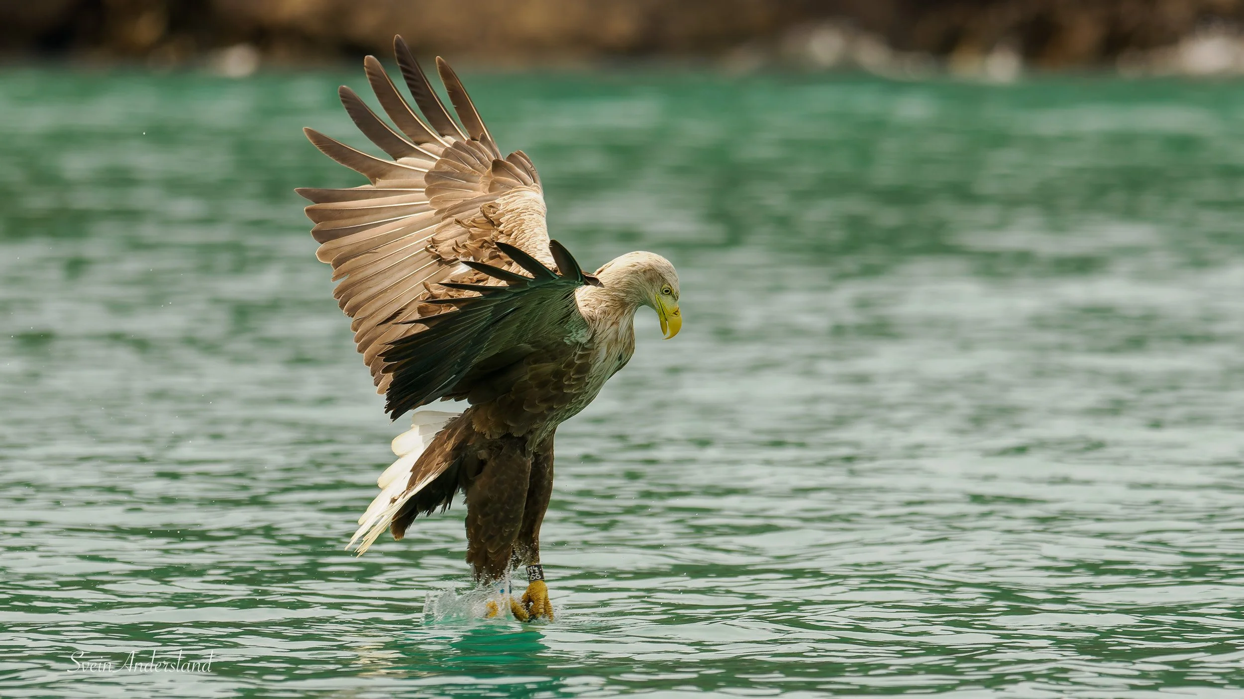 Havørn fanger fisk. Sea eagle, white-tailed eagle catches fish