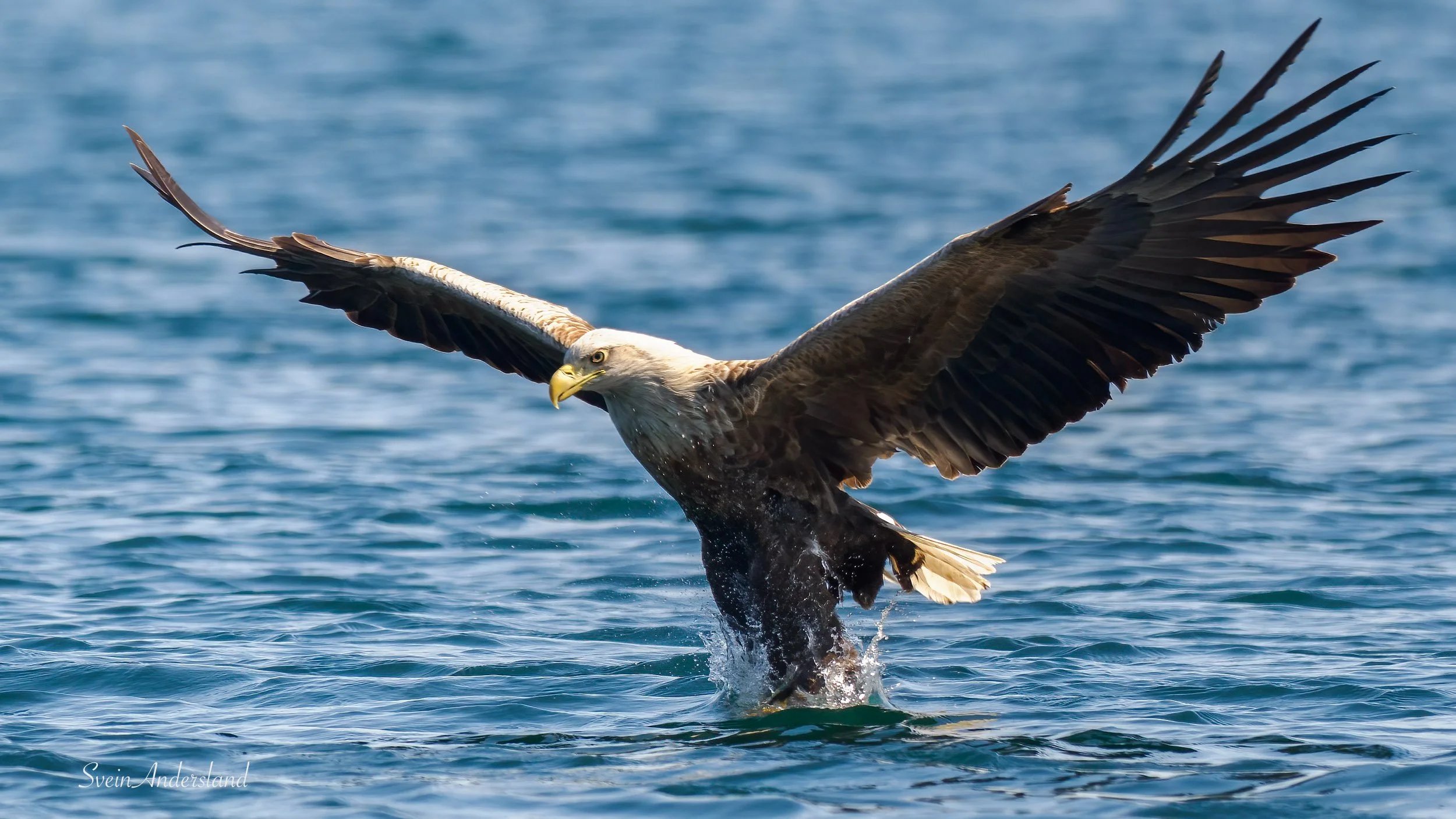 havørn-_5110886-Edit.jpg