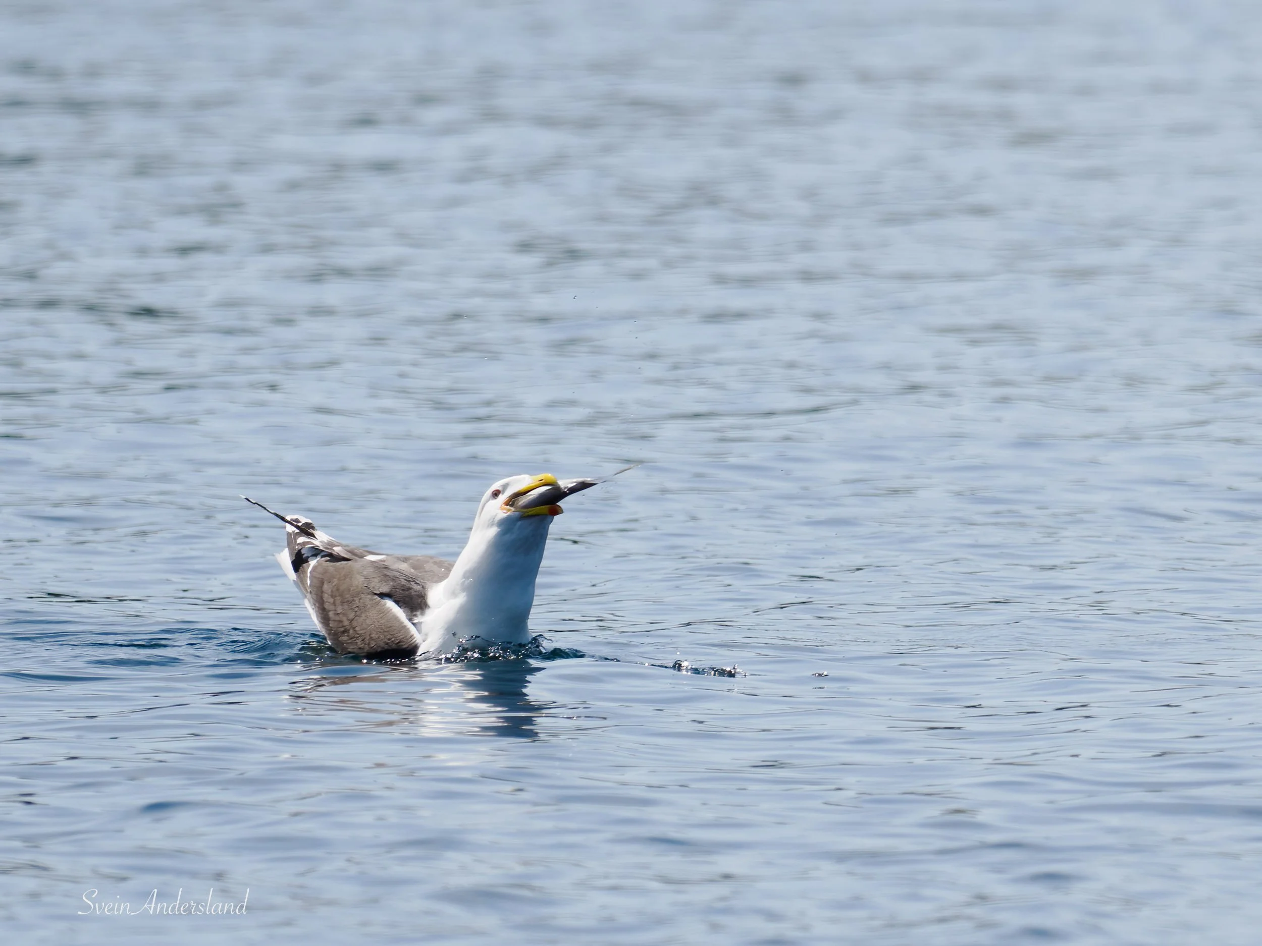 havørn-_6218509-Edit.jpg
