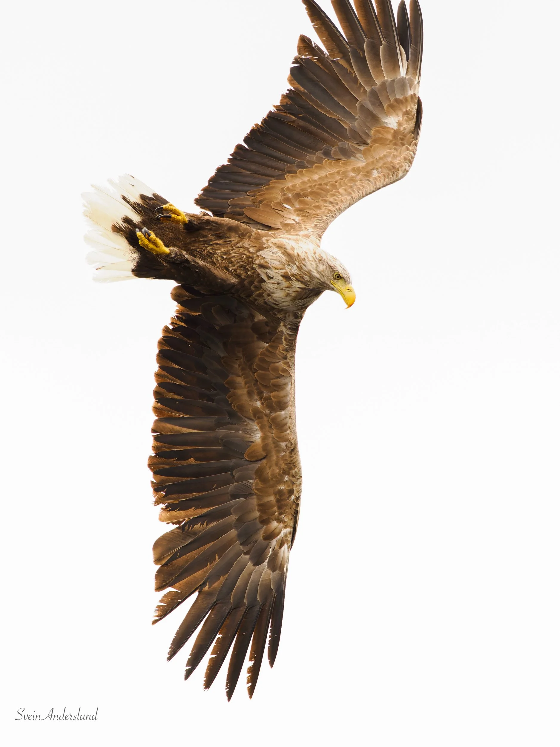 Havørn fanger fisk. Sea eagle cathces fish