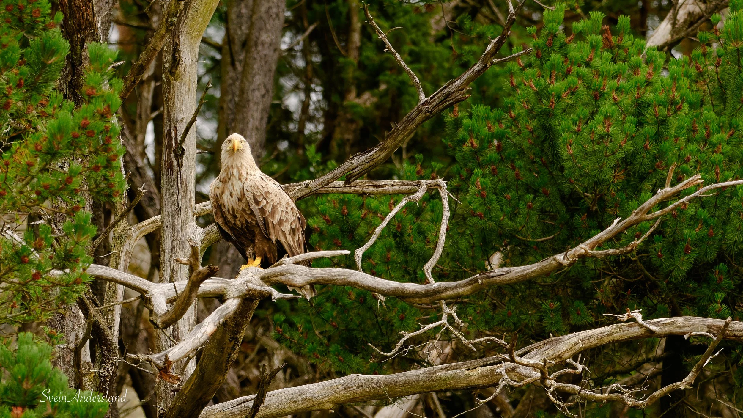 Havørn fanger fisk. Sea Eagle catches fish. White-tailed eagle cathes fish