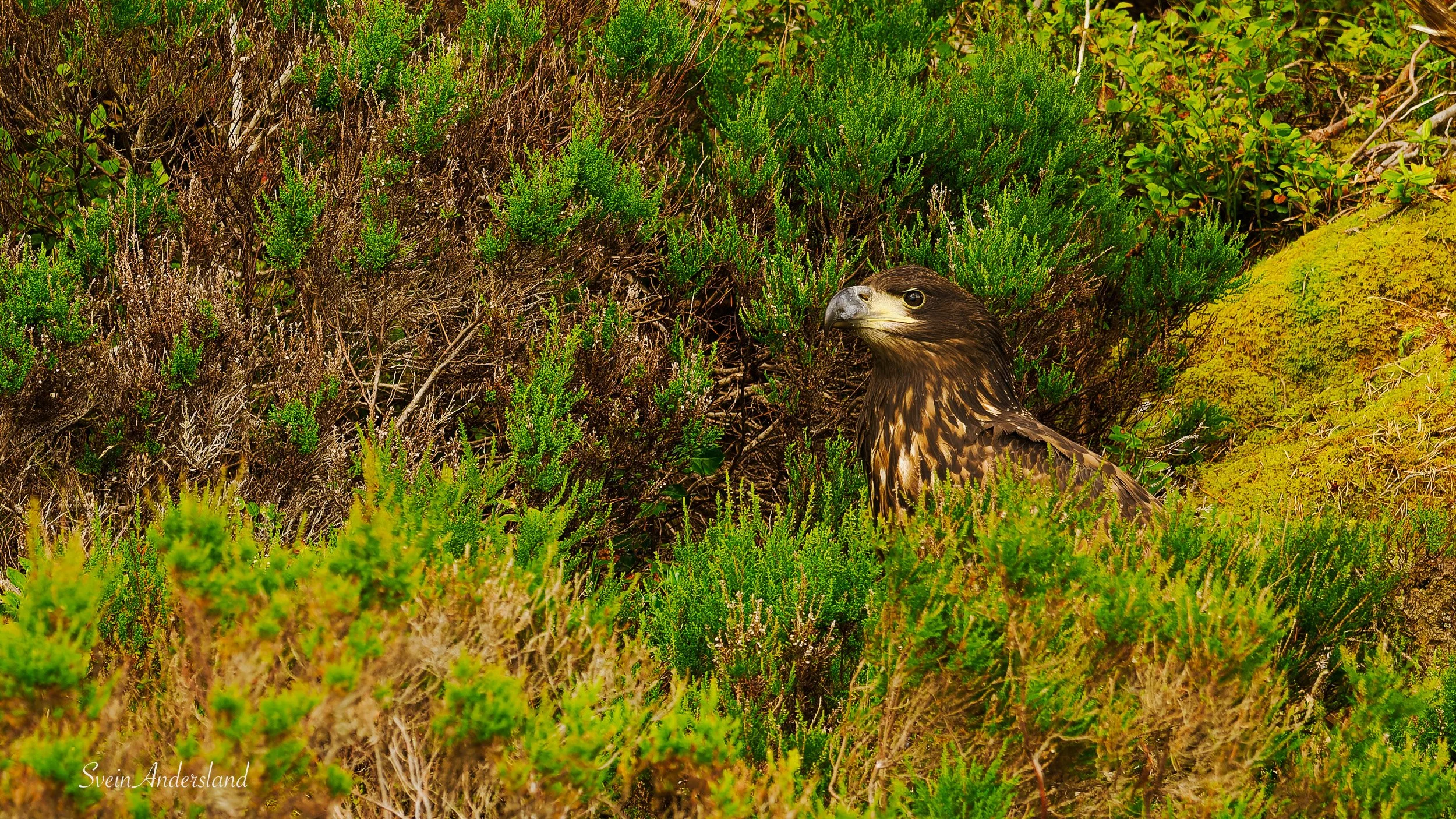 havørn, sea eagle, white-tailed eagle