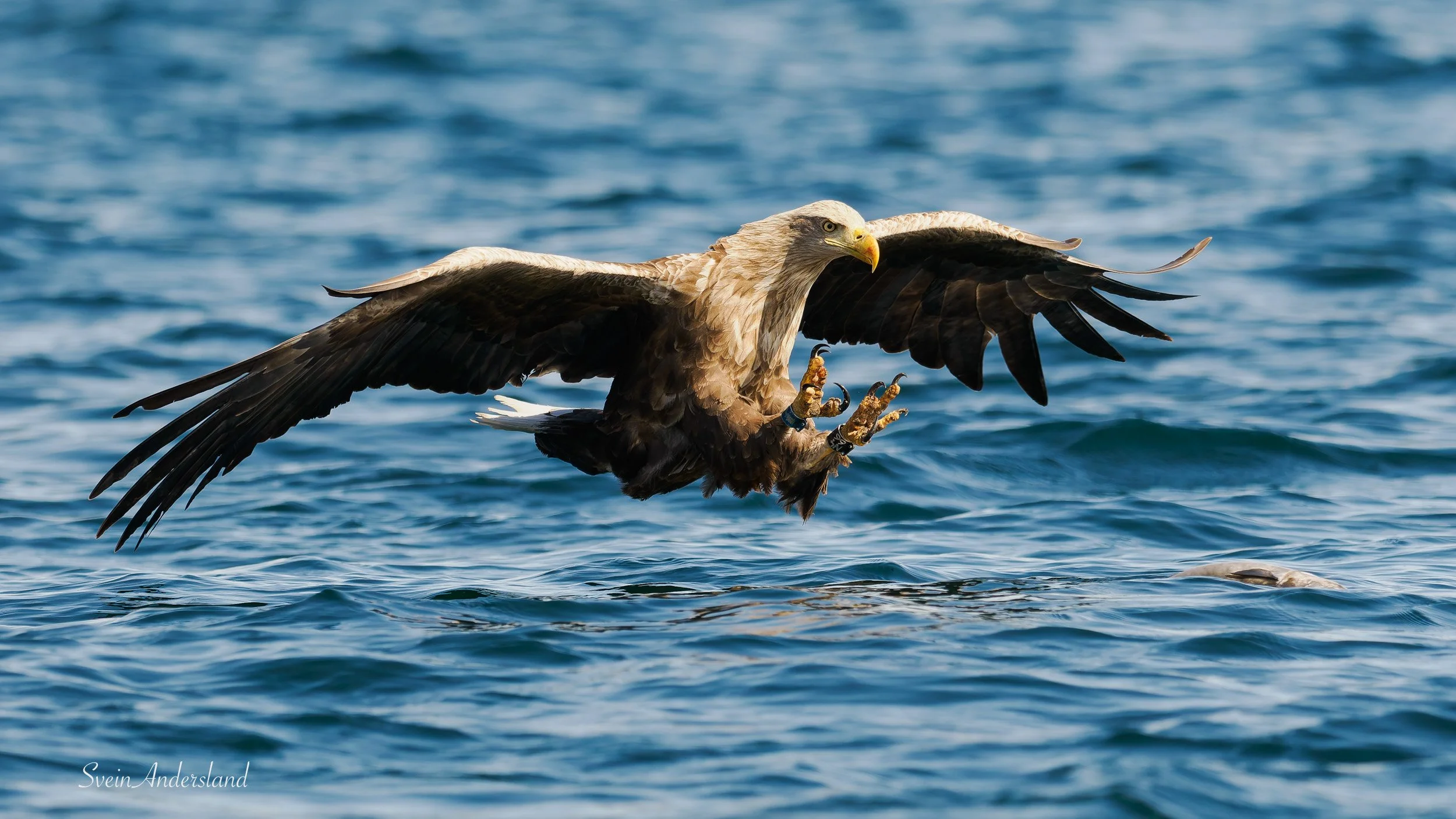 havørn, sea eagle, white-tailed eagle