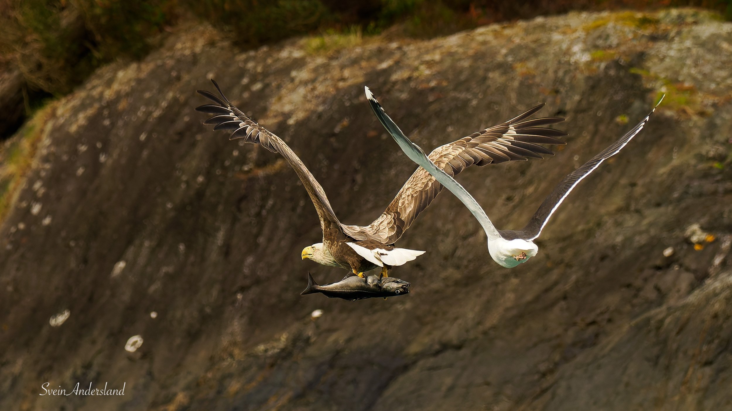 Havørn fanger fisk. Sea eagle, white-tailed eagle catches fish