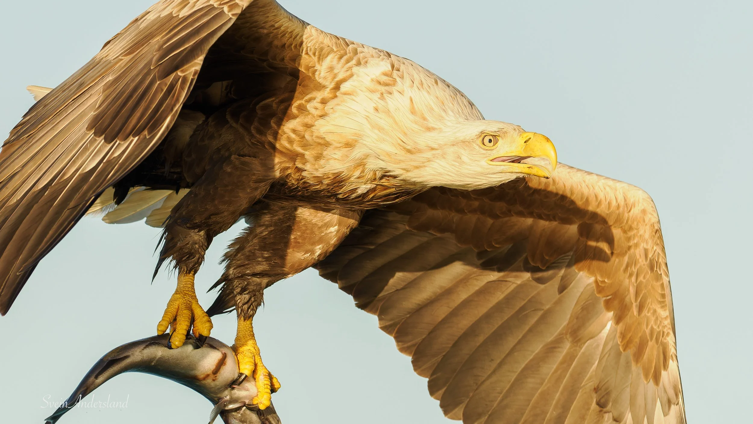 Havørna Ottar fangar fisk. The sea eagle, white-tailed eagle Ottar catches fish