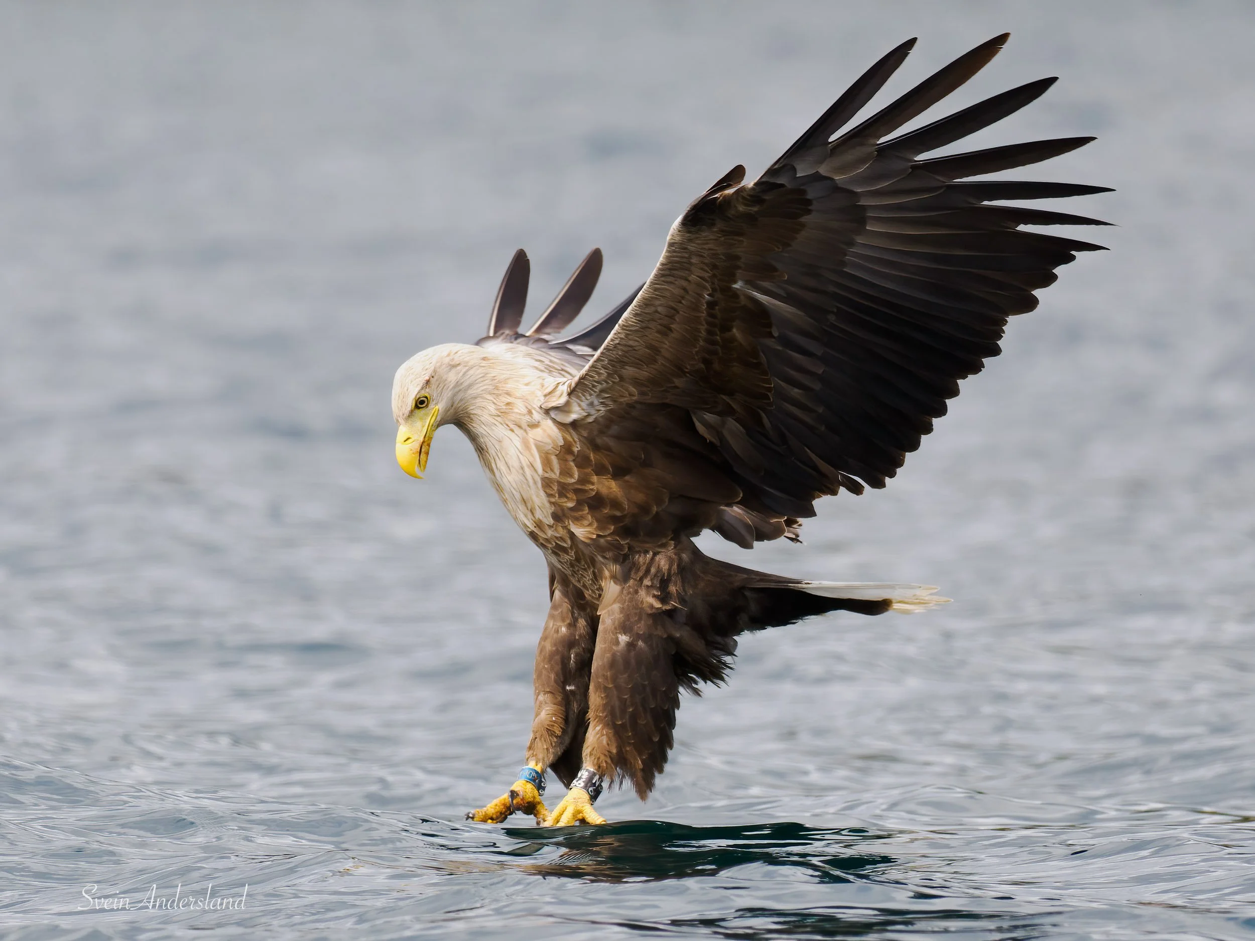 havørn-_6096044-Edit.jpg
