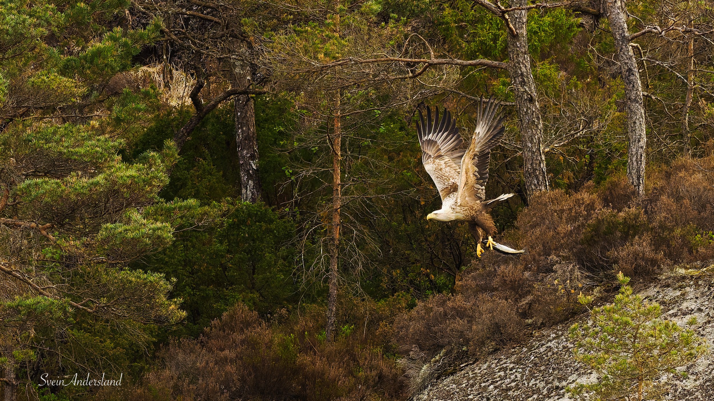 Havørna Ottar hentar fisk. The sea eagle Ottar catches fish.