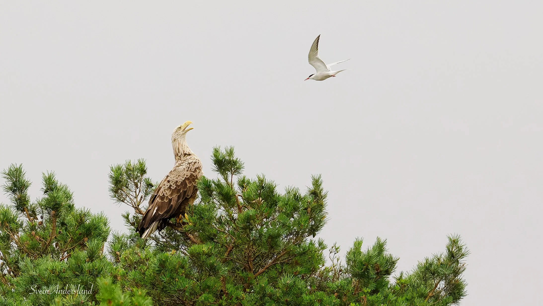 Havørn fanger fisk. Sea Eagle catches fish. White-tailed eagle cathes fish
