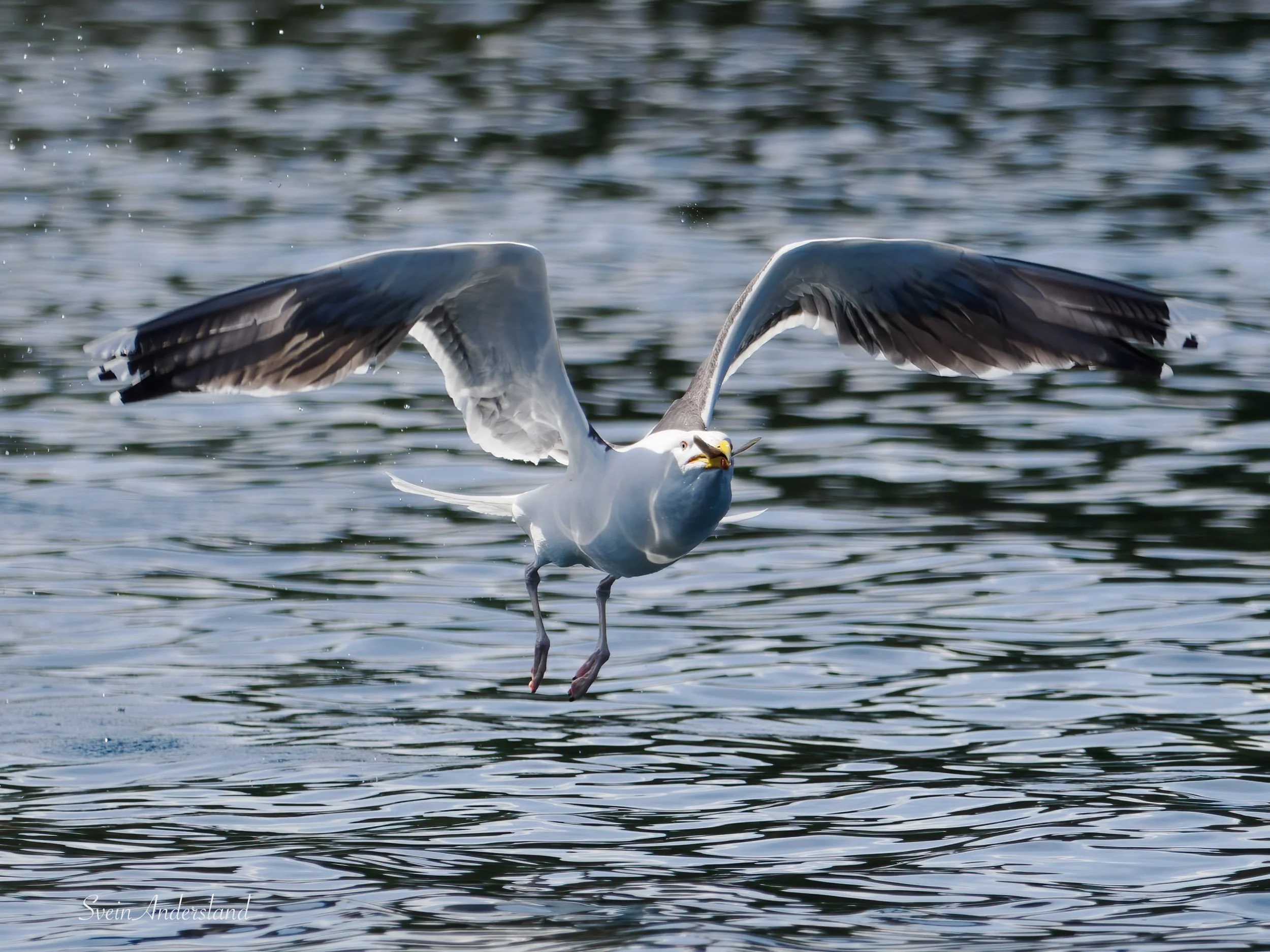 havørn-_6218552-Edit.jpg