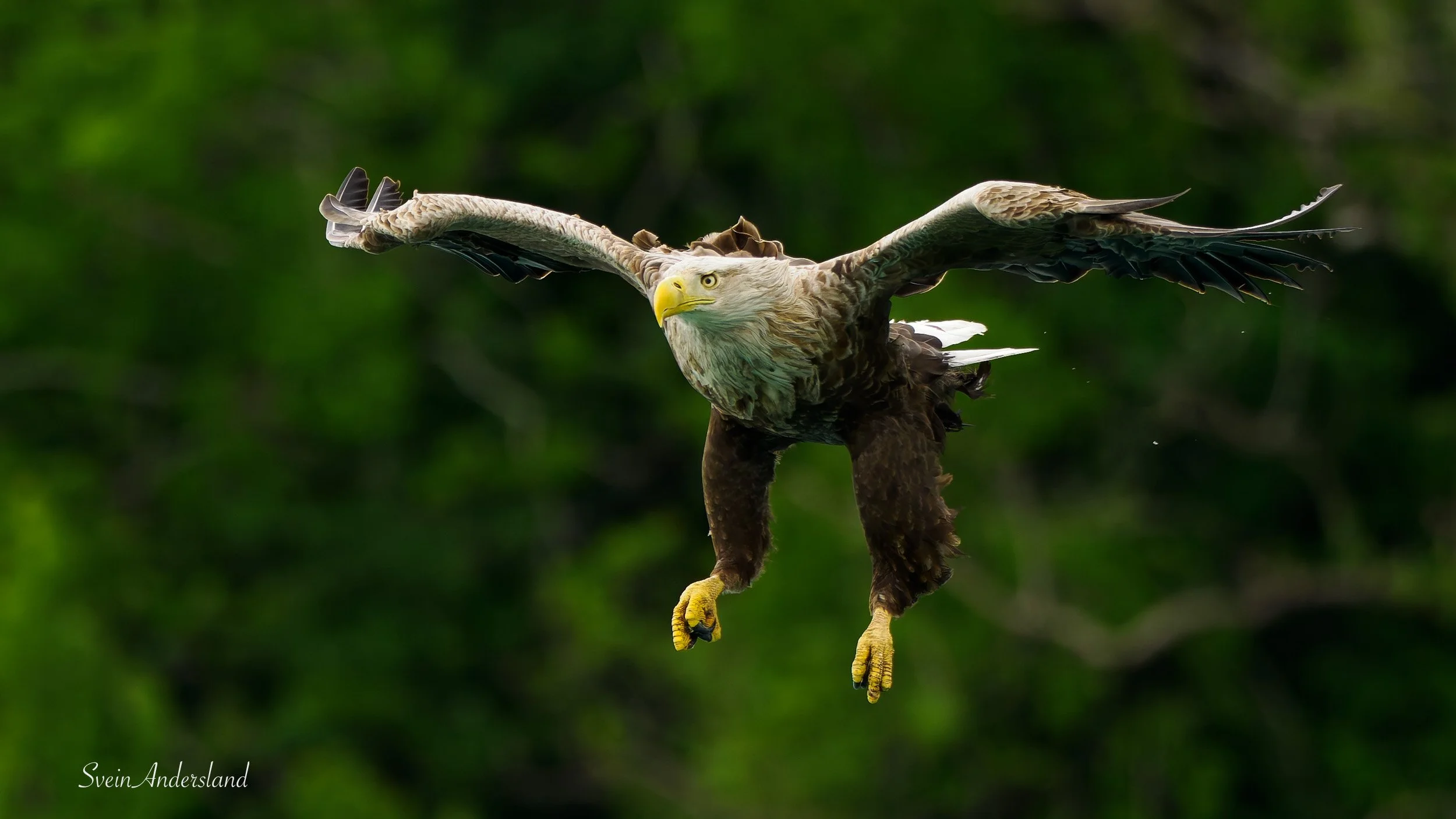 Havørn fanger fisk. Sea eagle, white-tailed eagle catches fish