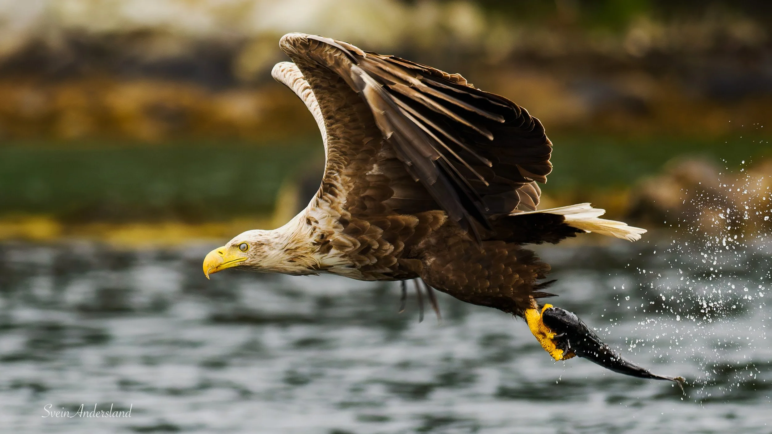 Havørn fanger fisk. Sea Eagle catches fish. White-tailed eagle cathes fish