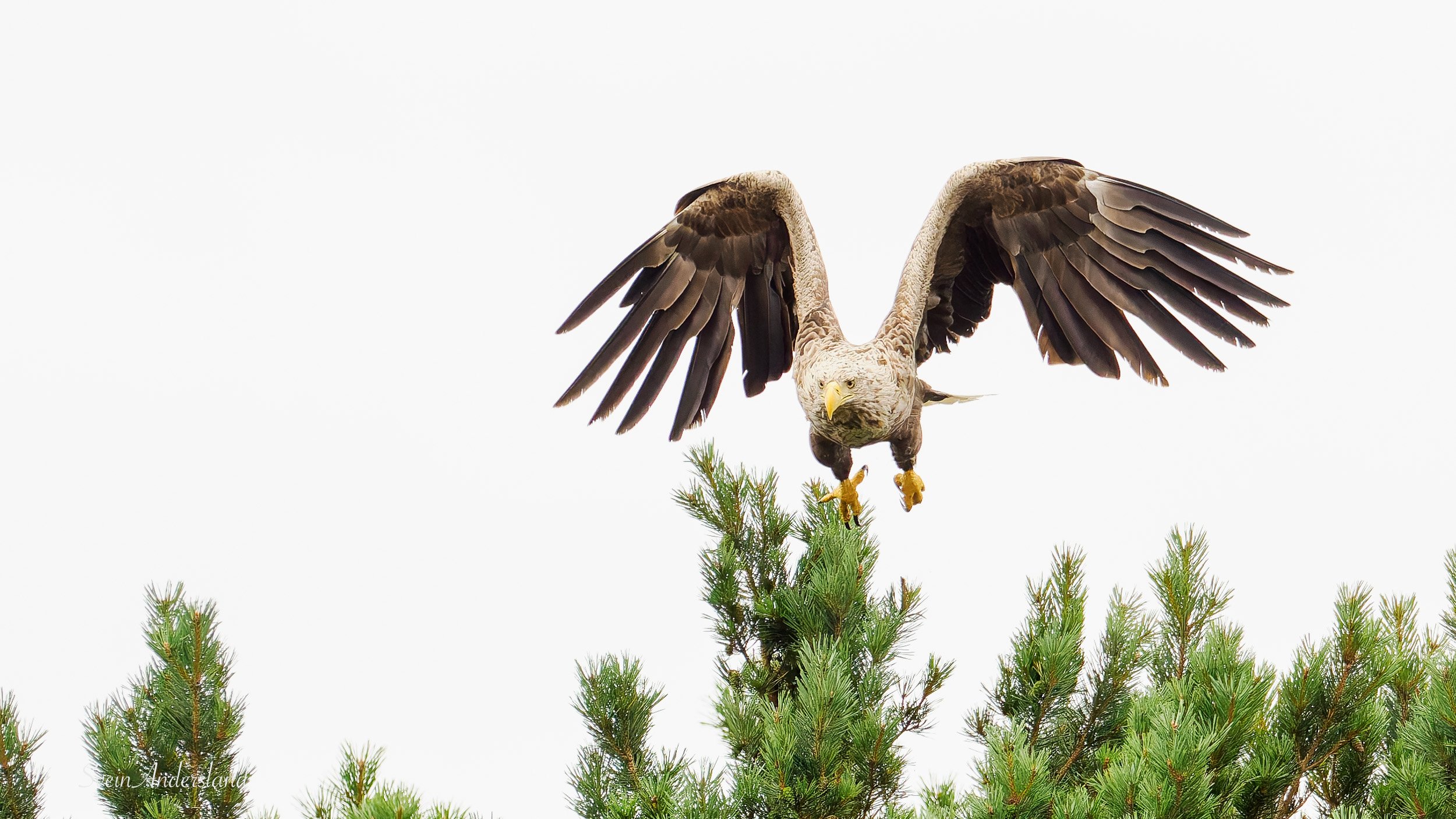 Havørn fanger fisk. Sea Eagle catches fish. White-tailed eagle cathes fish