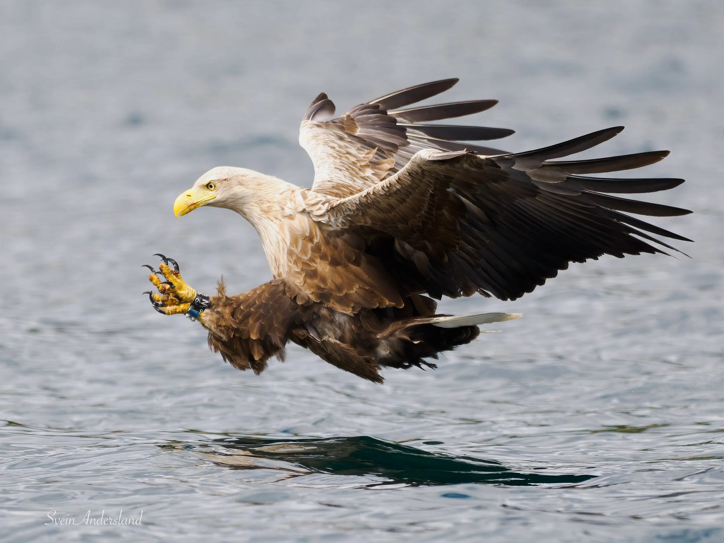 havørn-_6096041-Edit.jpg