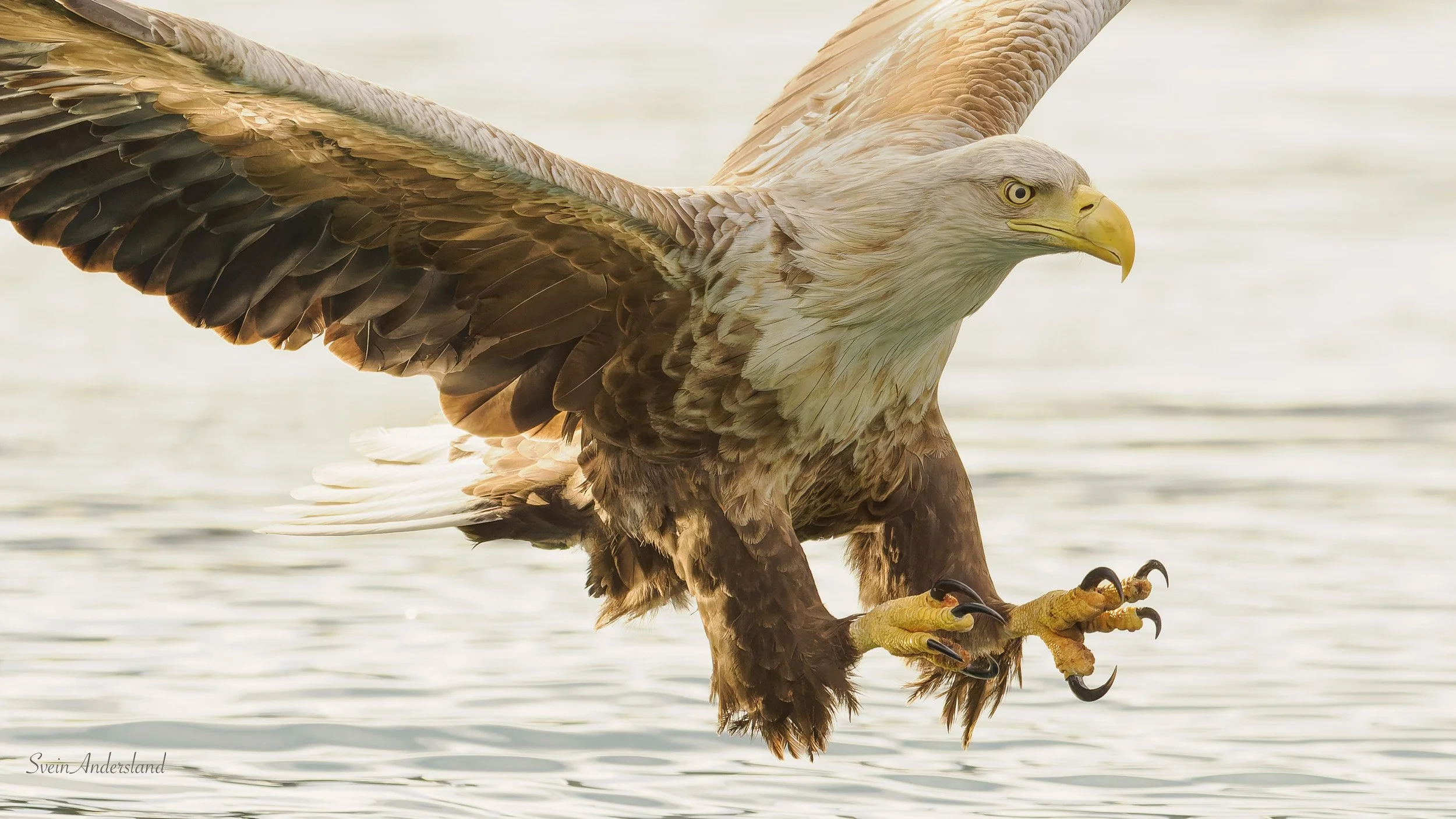 Havørna Ottar hentar fisk. The sea eagle Ottar catches fish.