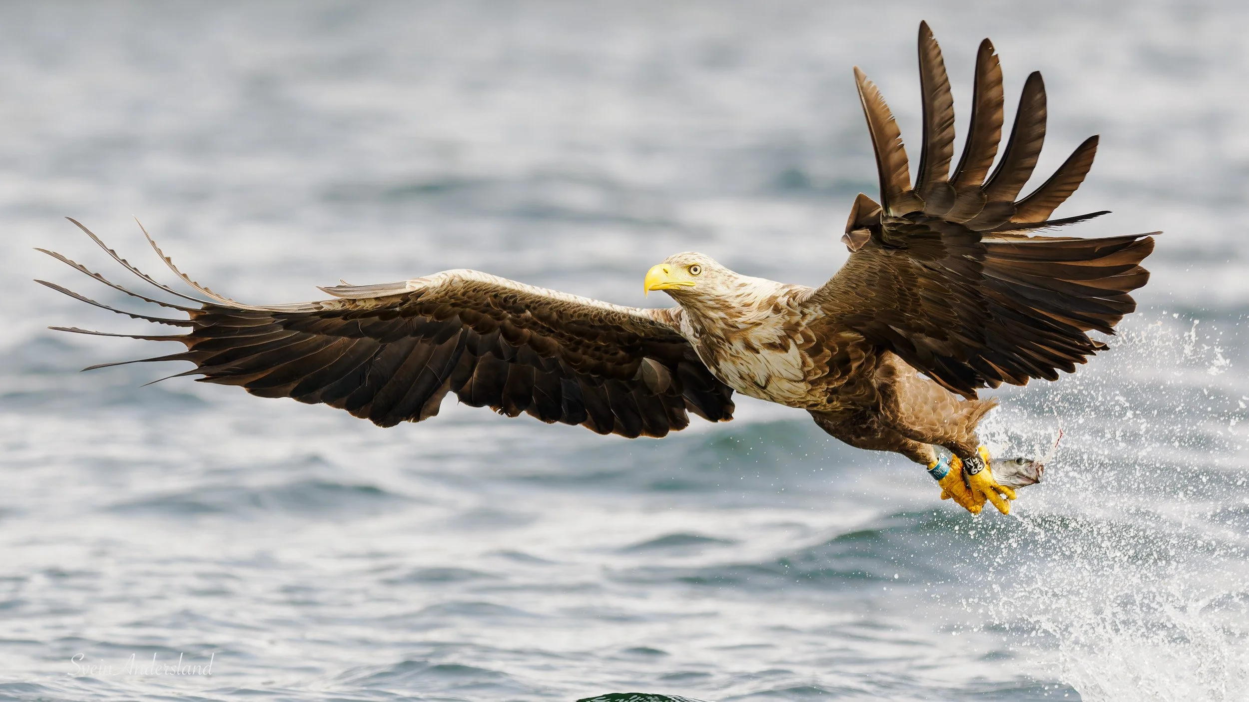 havørn, sea eagle, white-tailed eagle