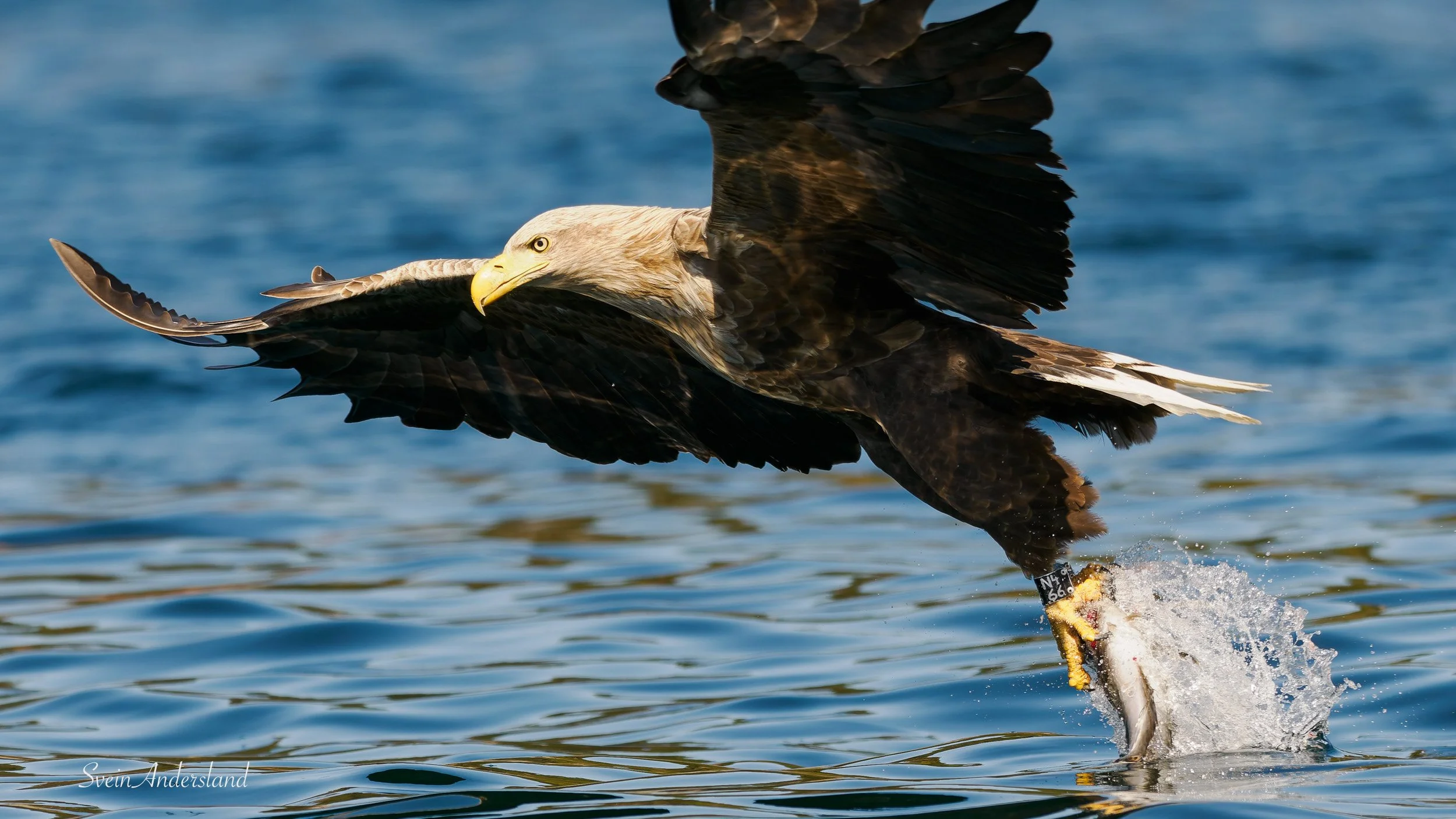 Havørna Otto fanger en fisk. The sea eagle Otto cathes a fish.