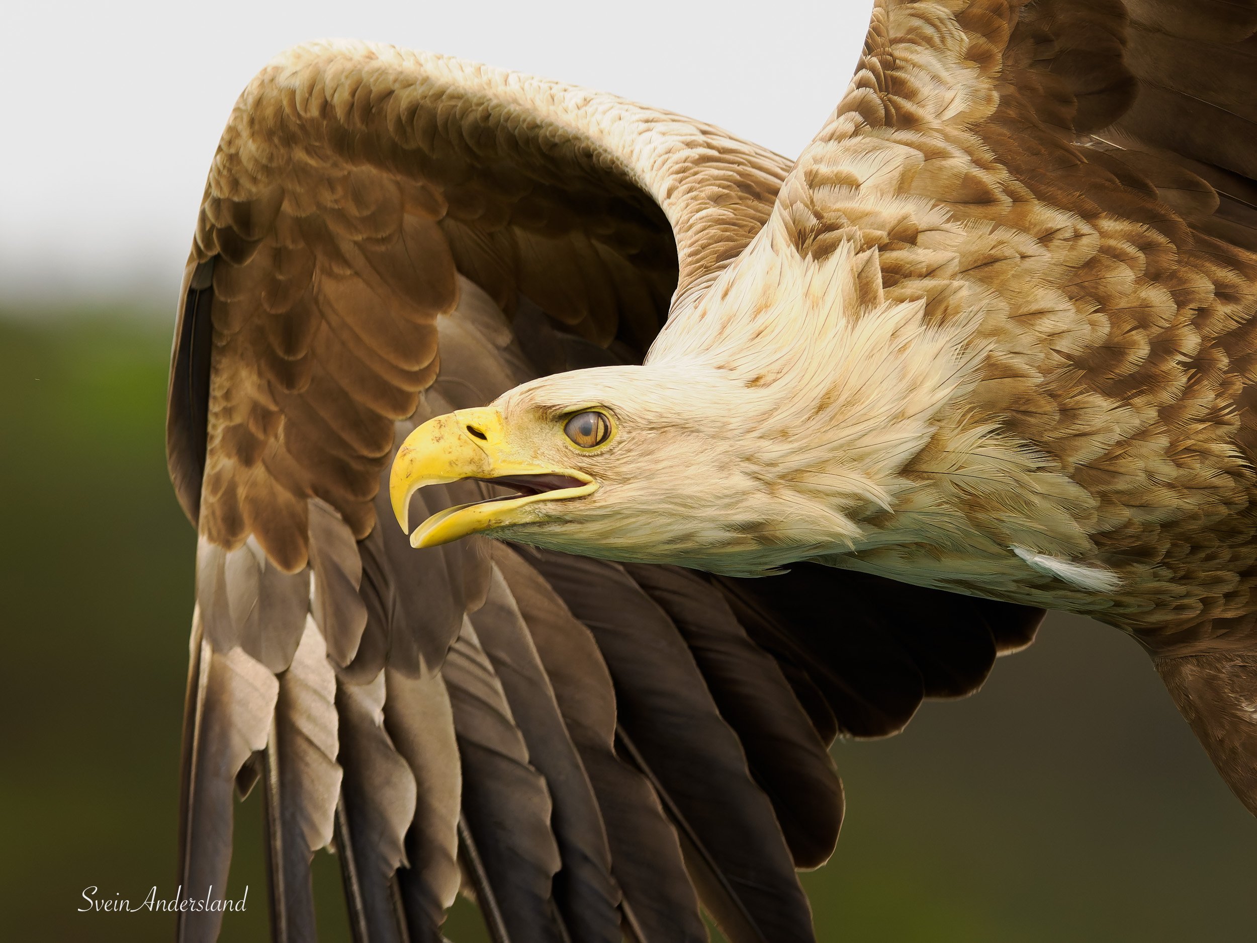 Havørn fanger fisk. Sea eagle, white-tailed eagle catches fish