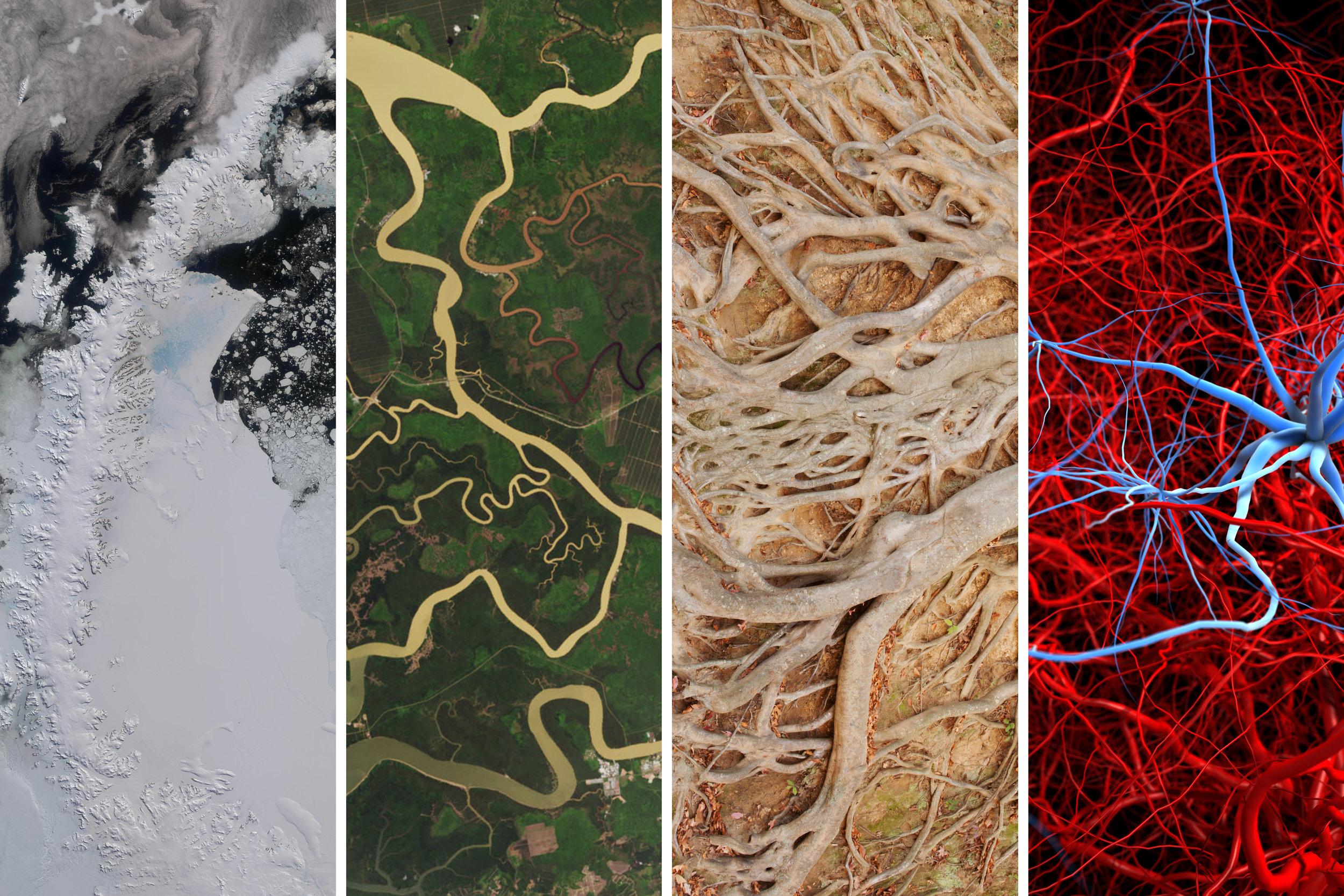 ouroboros_webcollage2.jpg