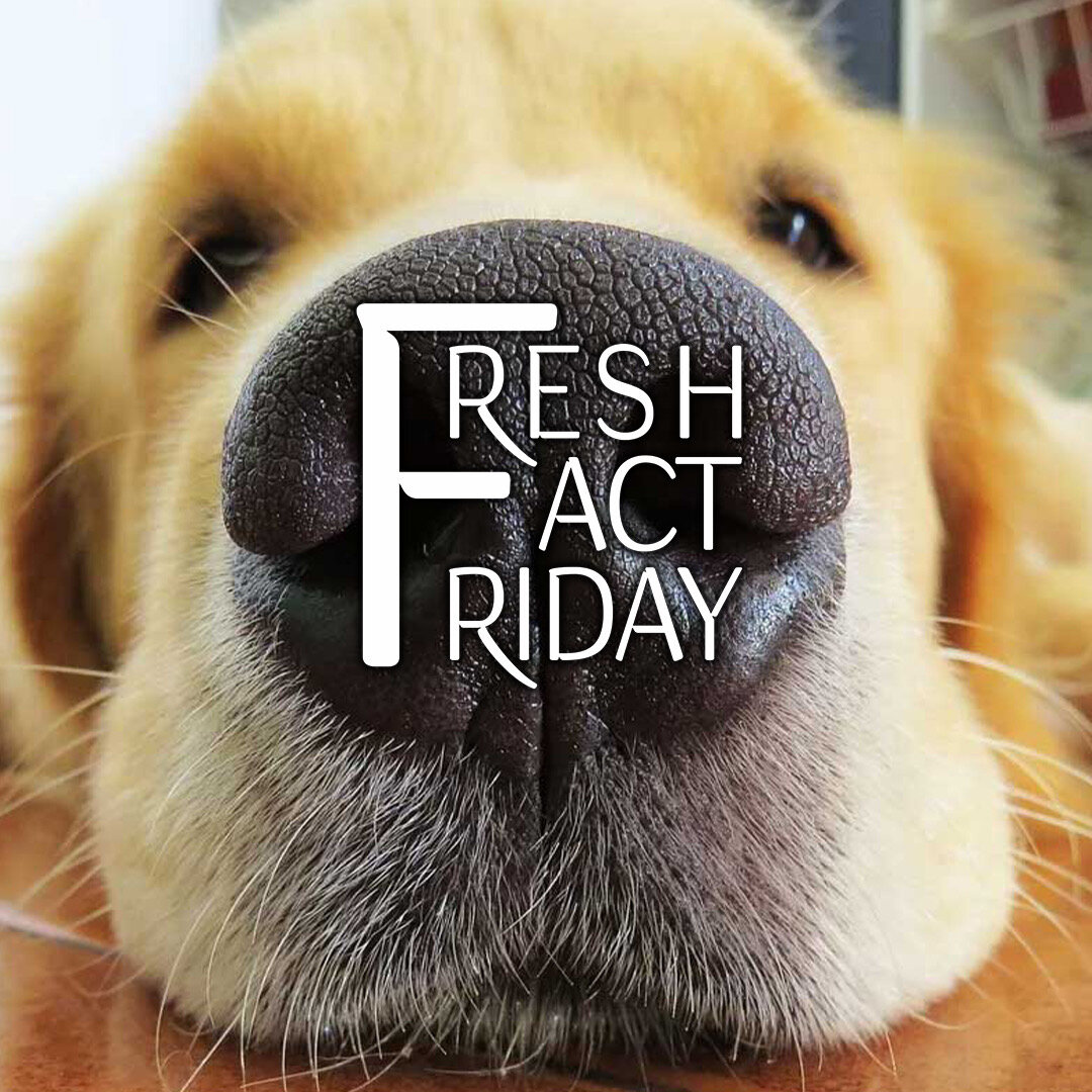 Fresh Fact Friday: Dogs sniff good smells with their left nostril! Dogs normally start sniffing with their right nostril, then keep it there if the smell could signal danger, but they'll shift to the left side for something pleasant, like food or for