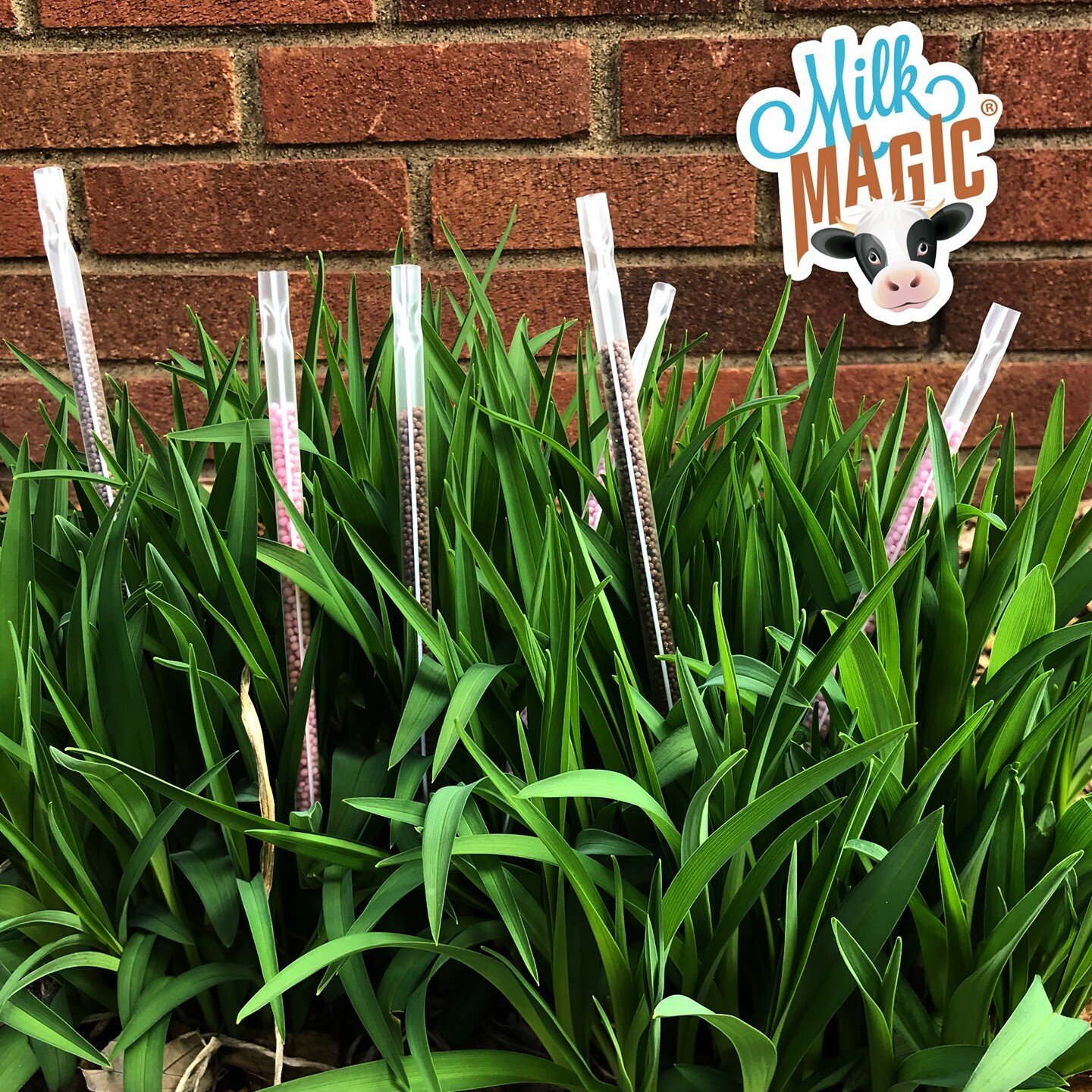 Whether you're enjoying a picnic or the smell of fresh cut grass this summer, don't forget to bring your Magic Straws along for the adventure!🌼
&bull;
&bull;
&bull;
#magicstrawsofficial #magicstraws #milkmagic #watermagic #milkmagicstraws #water #hy