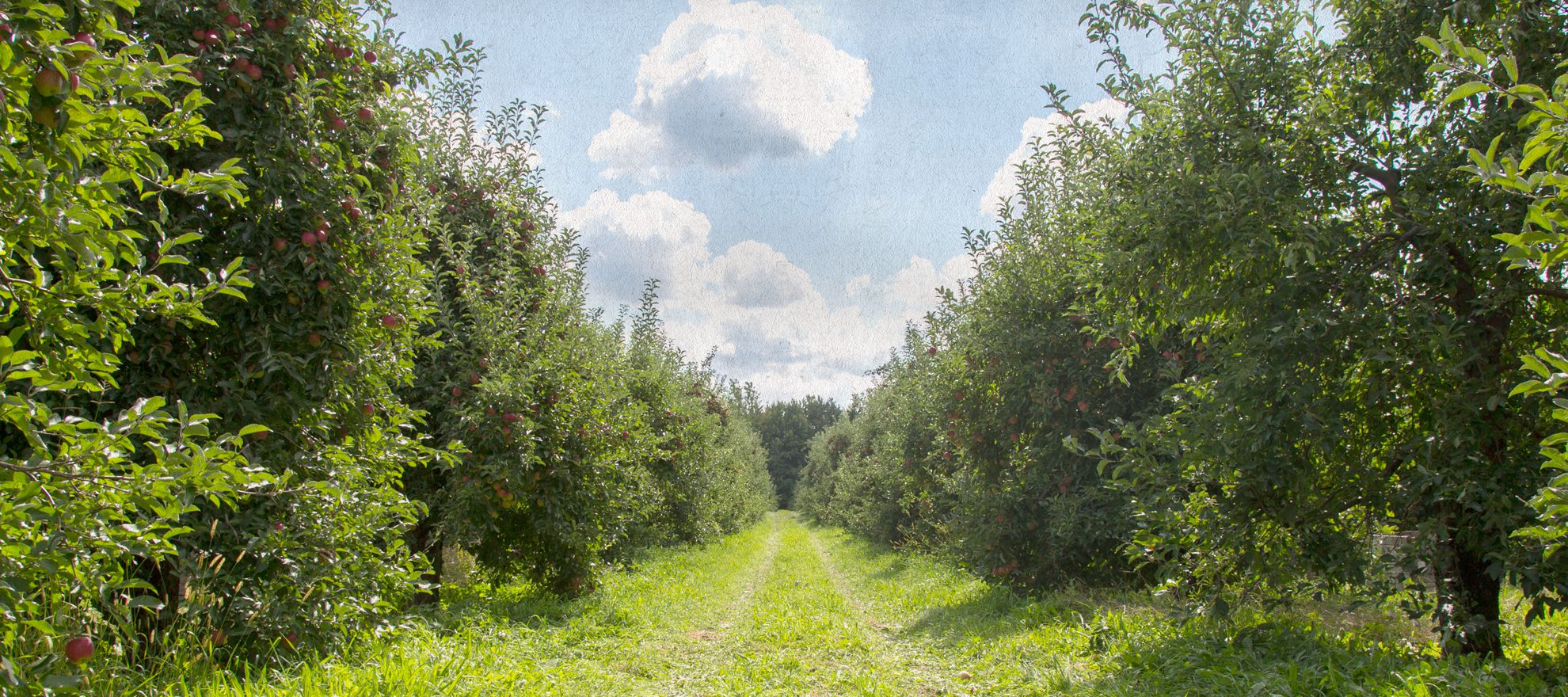 rootstock-orchard.jpg