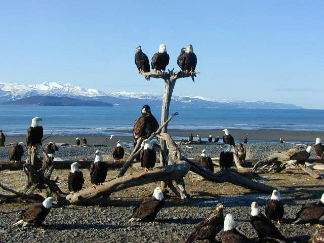 eagles.jpg