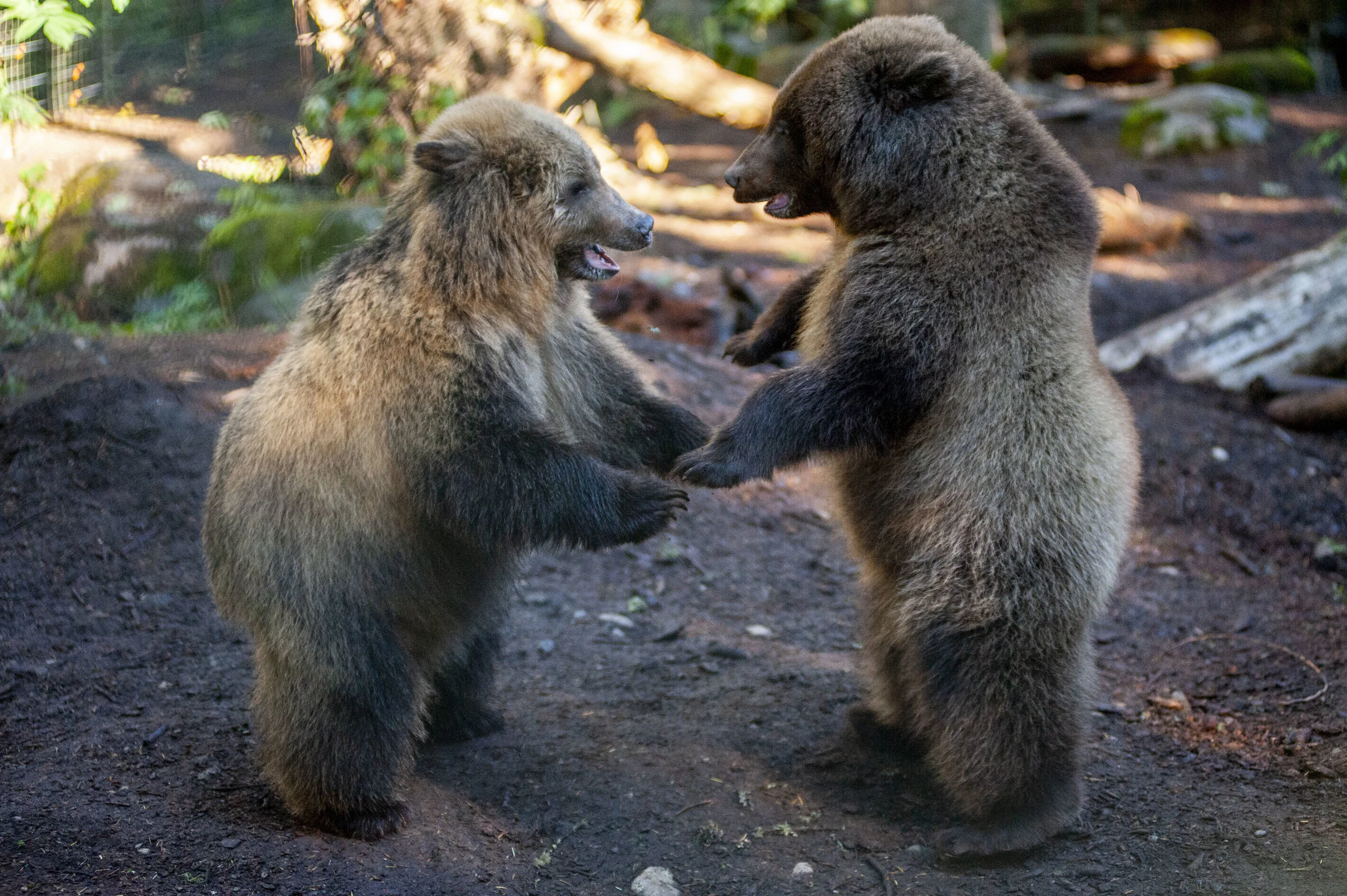NWT-BearCubs_0233.jpg