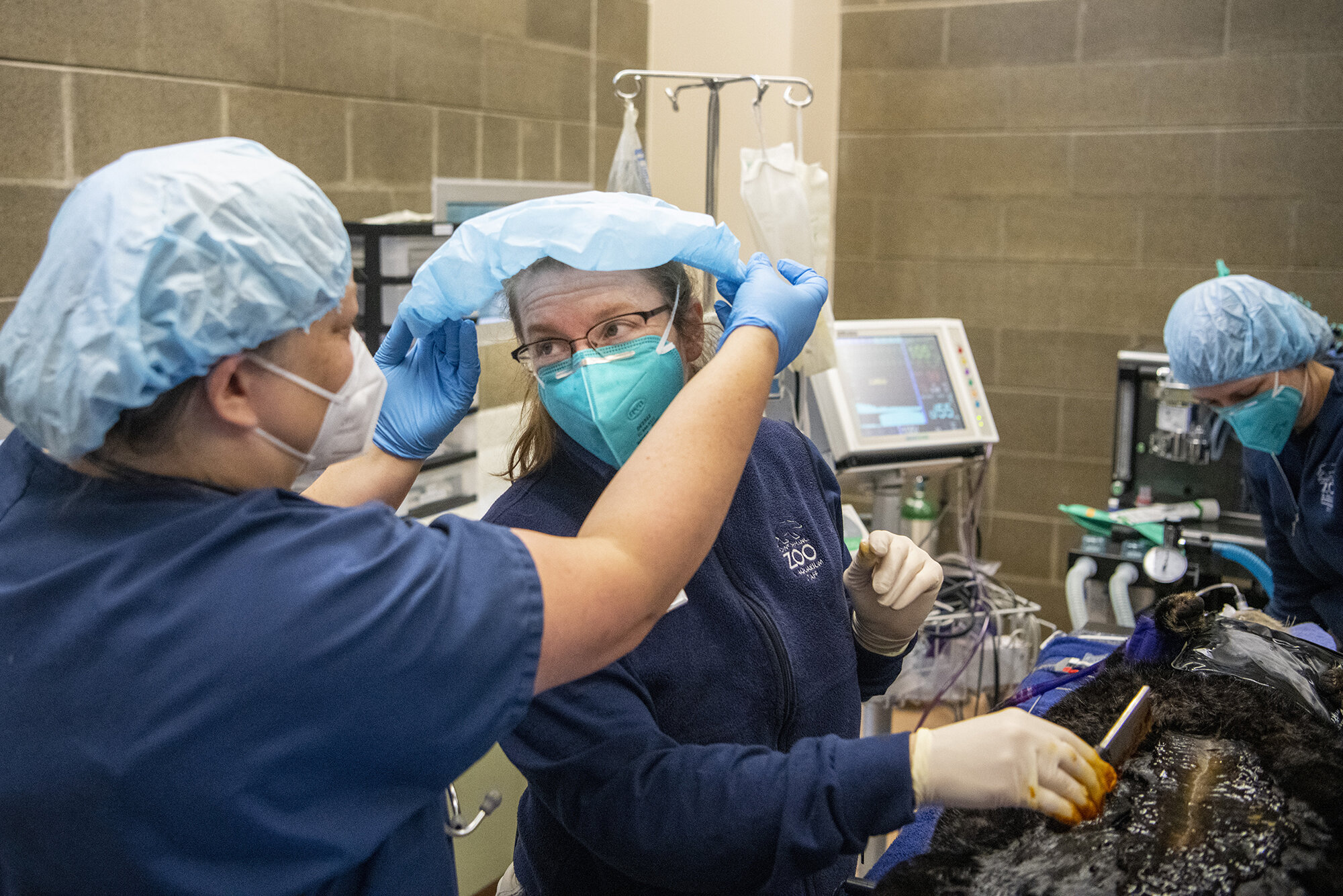  Veterinarian Dr. Karen Wolf helps Vet Tech Julie Lemon cover her hair while Lemon preps sea otter Sekiu for surgery of a mass removal on Jan. 28, 2021, at Point Defiance Zoo &amp; Aquarium. 