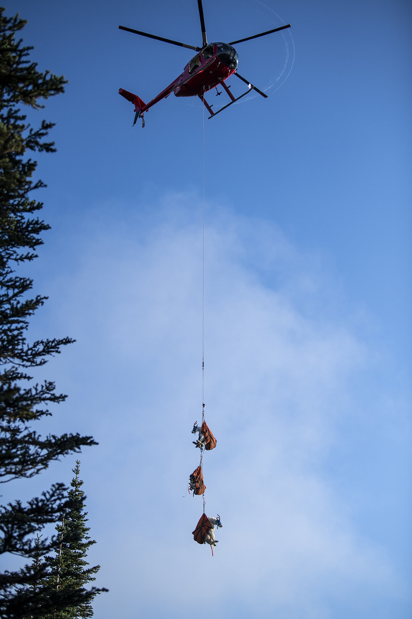  Mountain goats are flown in by helicopter to Hurricane Ridge from remote parts of Olympic National Park to be relocated to North Cascades National Park, where they are native, on July 8, 2019. Northwest Trek Wildlife Park Veterinarian Dr. Allison Ca