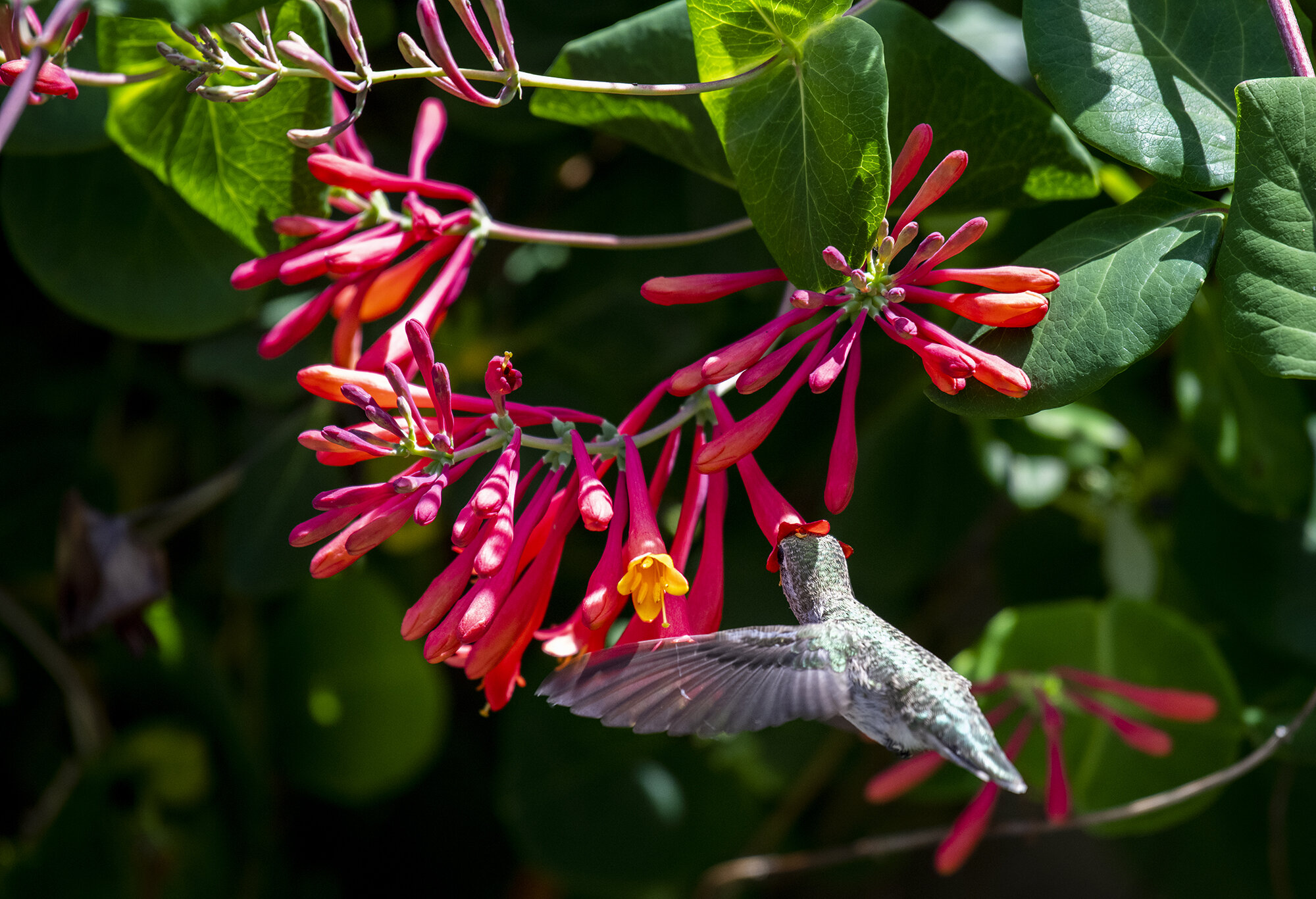  A hummingbird eats nectar from a honeysuckle plant on June 18, 2020, at Point Defiance Zoo &amp; Aquarium. 