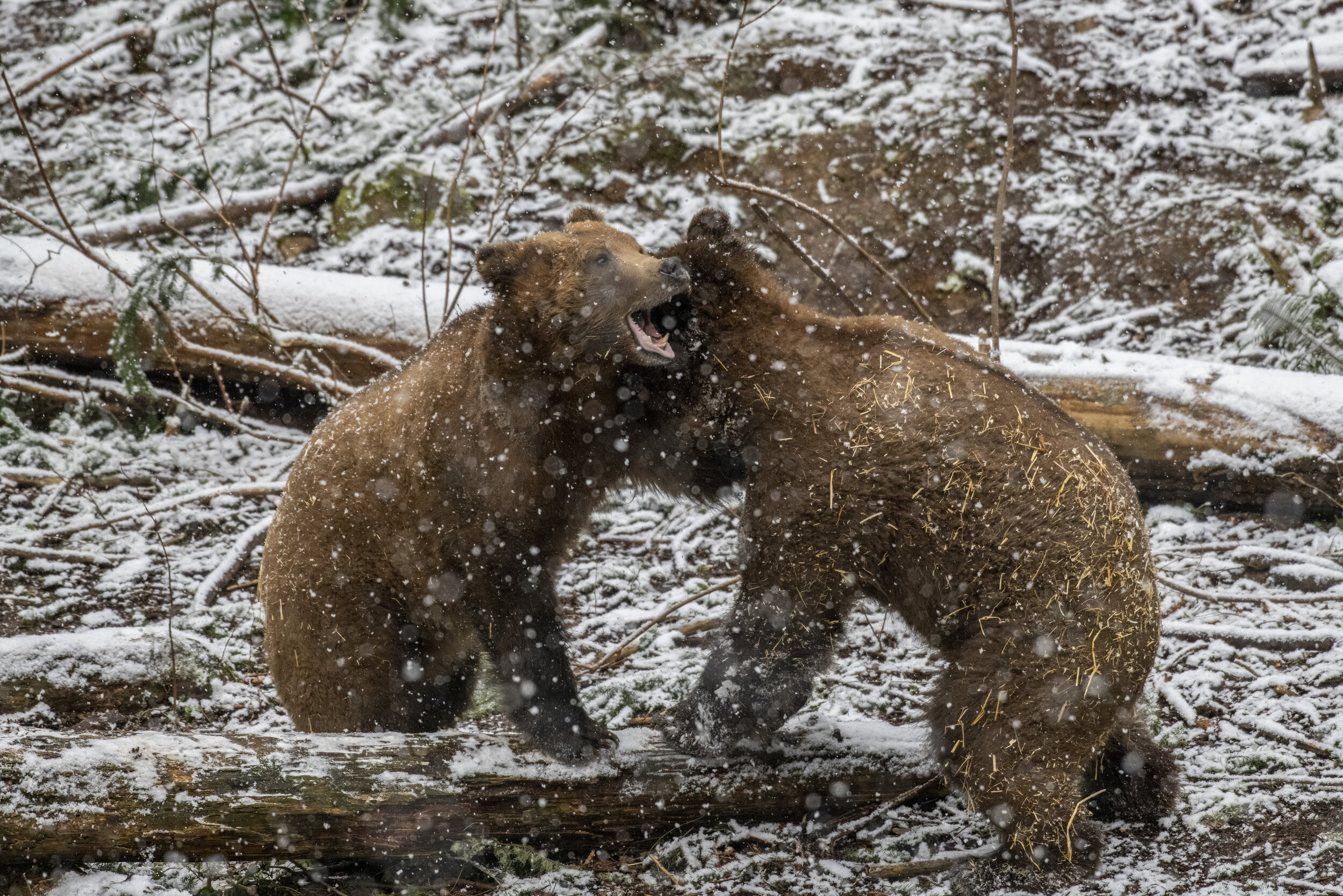  Grizzly bears Huckleberry and Hawthorne play in the snow on Feb. 11, 2021, at Northwest Trek Wildlife Park. 