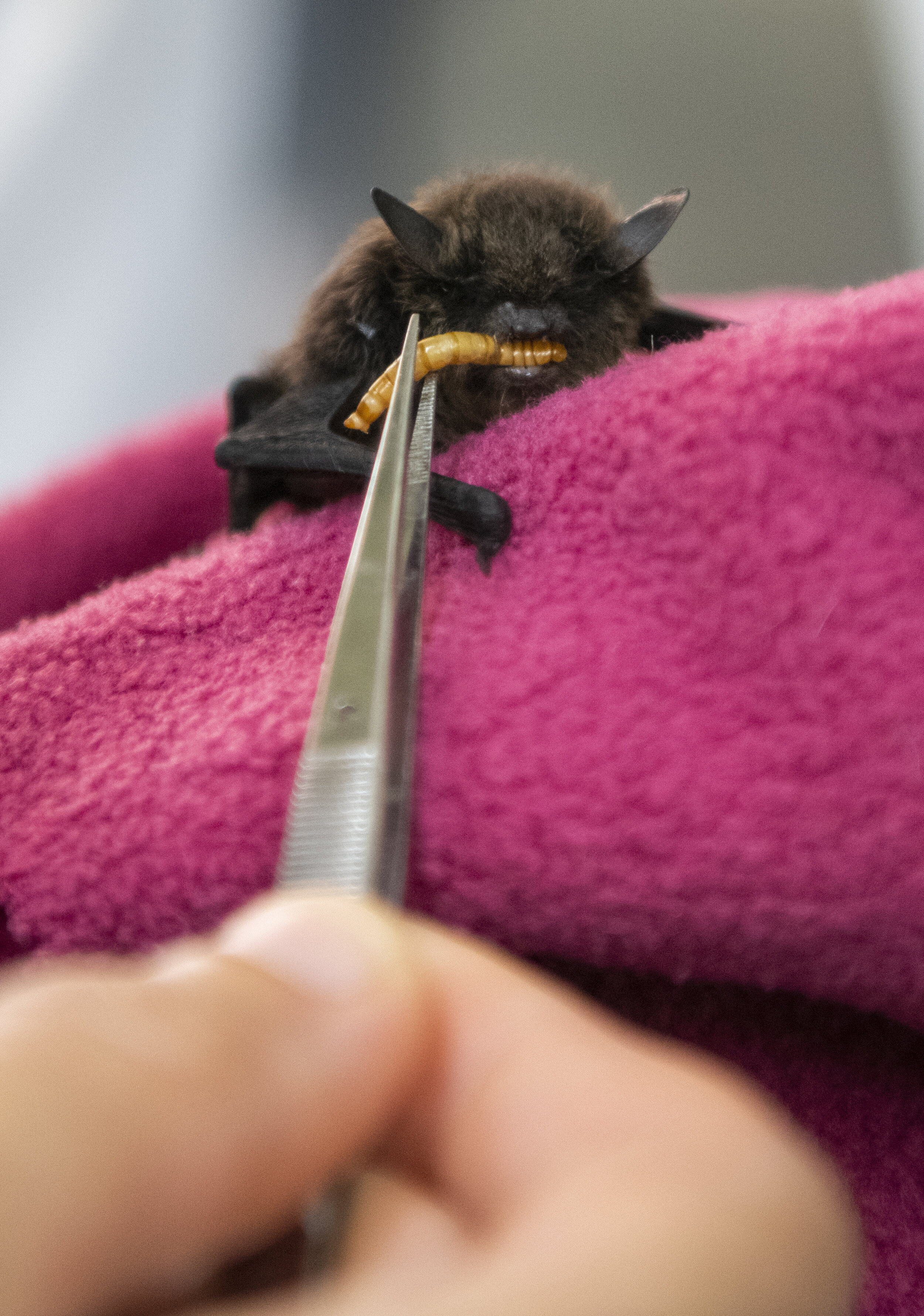  A rescued bat is fed a mealworm on Aug. 7, 2019, at Northwest Trek Wildlife Park.  