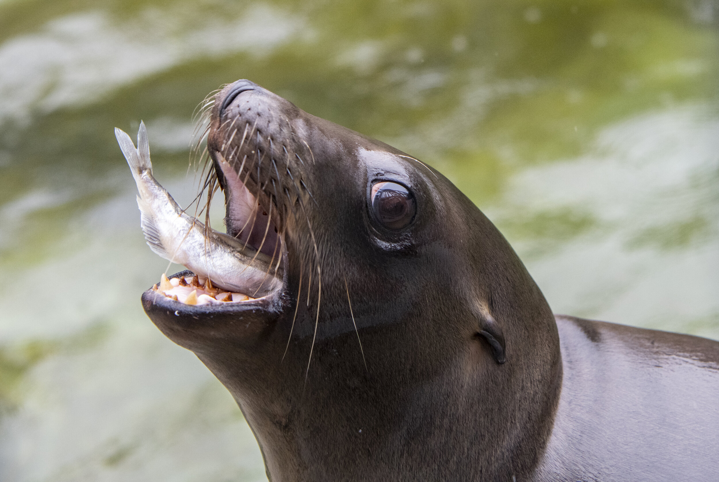  Sea lion Boomer eats a fish on July, 15, 2019, at Point Defiance Zoo &amp; Aquarium. 