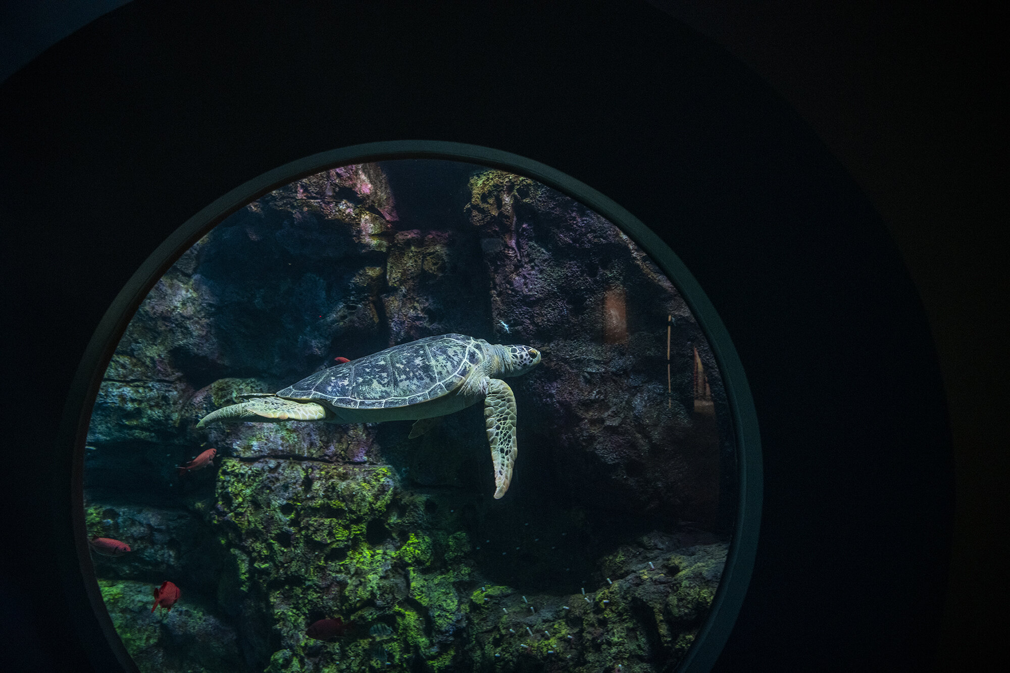  Sea turtle Bruno swims through Baja Bay on June 15, 2020, at Point Defiance Zoo &amp; Aquarium. 