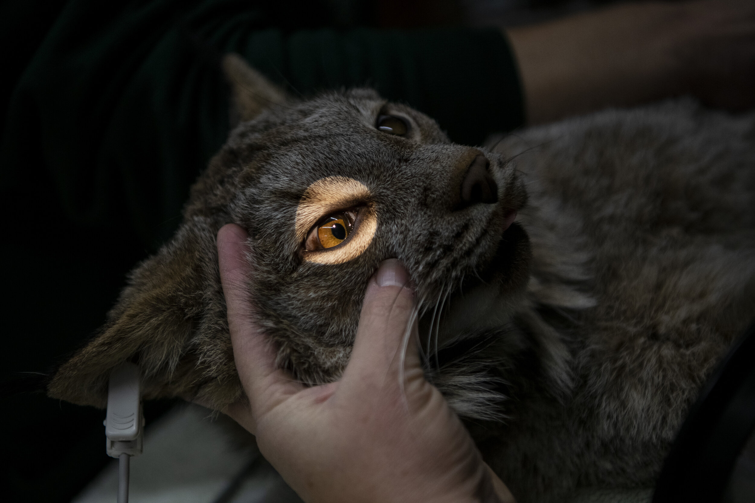 Lynx Nuka gets her eyes checked during an exam on Nov. 9, 2020, at Northwest Trek Wildlife Park. 