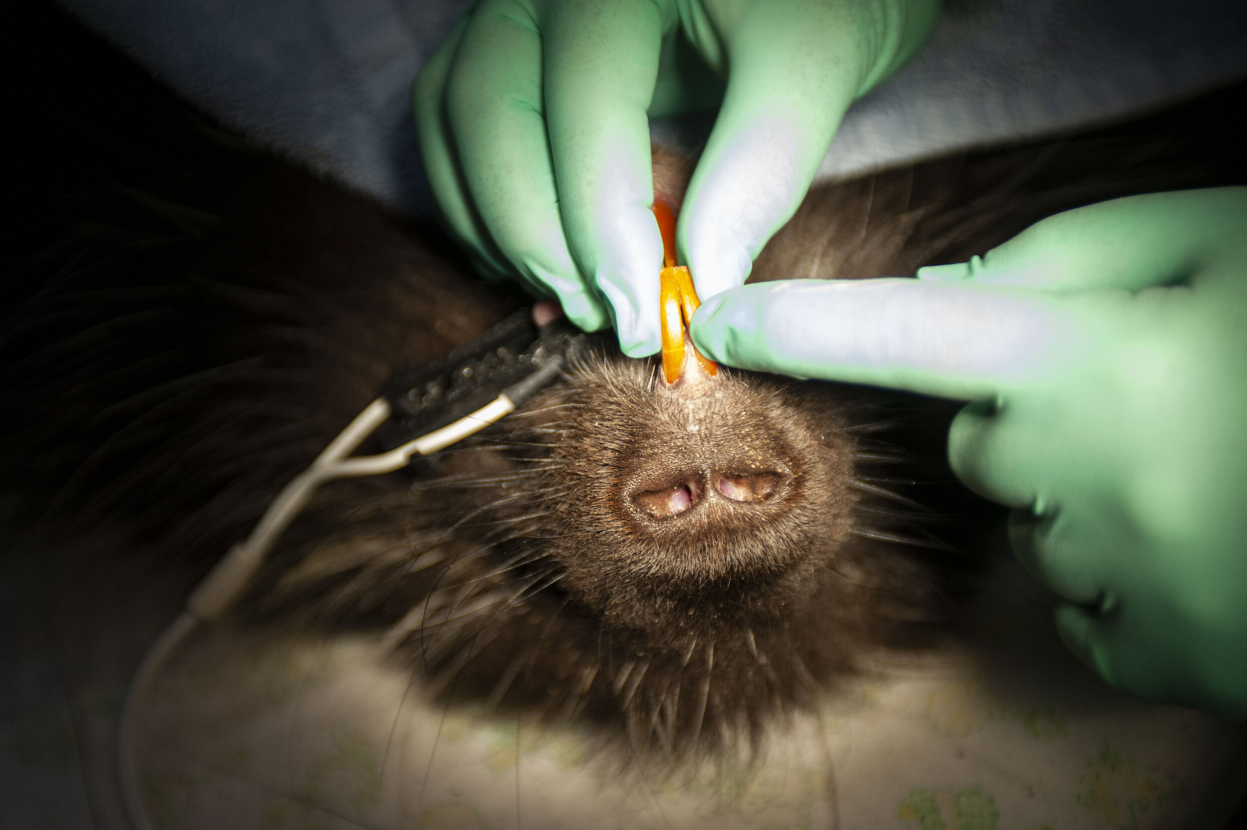  A porcupine gets it’s teeth checked during an exam, Dec. 18, 2018, at Northwest Trek Wildlife Park. 