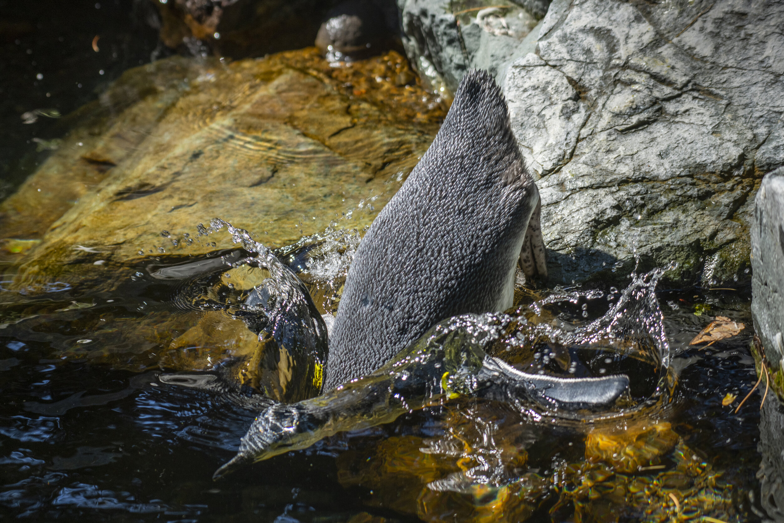  Magellanic penguin Amy dives into the water Aug. 17, 2020, at Point Defiance Zoo &amp; Aquarium. 