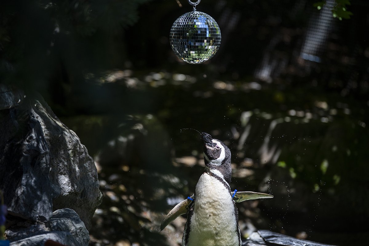  A Magellanic penguin dances under a disco ball, a form of enrichment, during Pride festivities June 23, 2021, at Point Defiance Zoo &amp; Aquarium. 