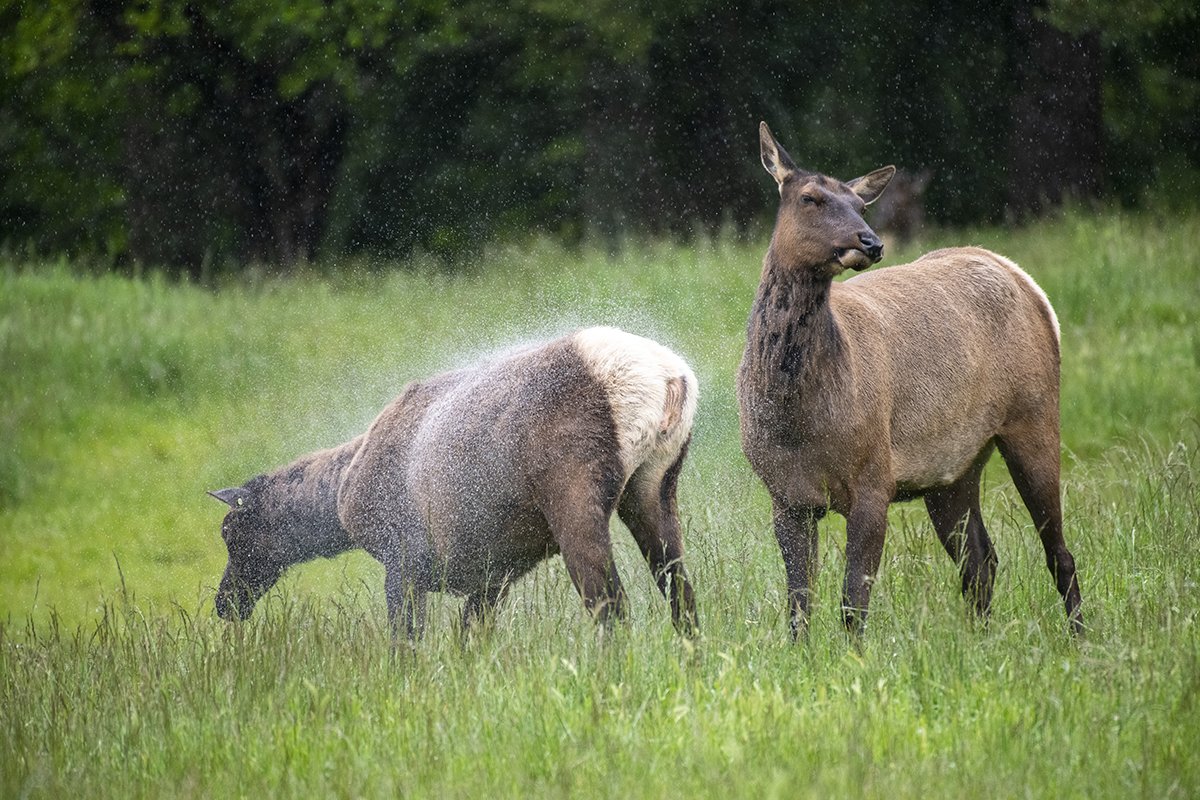  An elk sprays her friend with water May 25, 2021, at Northwest Trek Wildlife Park. 
