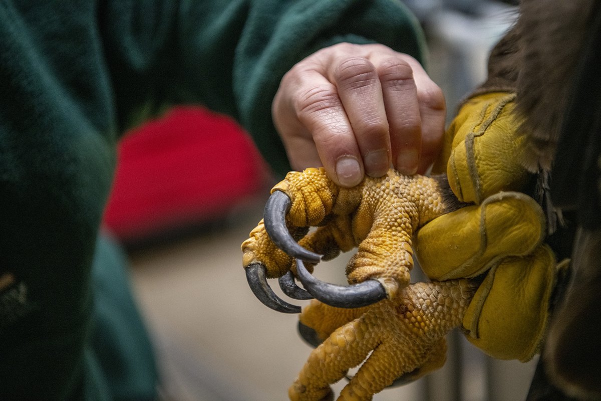  Veterinary Technician Tracy Cramer examines the talons of each bald eagle during their annual exams April 12, 2022, at Northwest Trek Wildlife Park. 