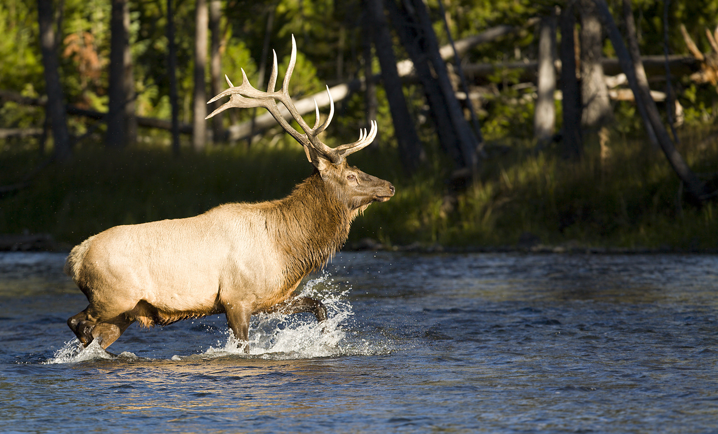 The TransRockies mountain bike stage race – elk river crossing